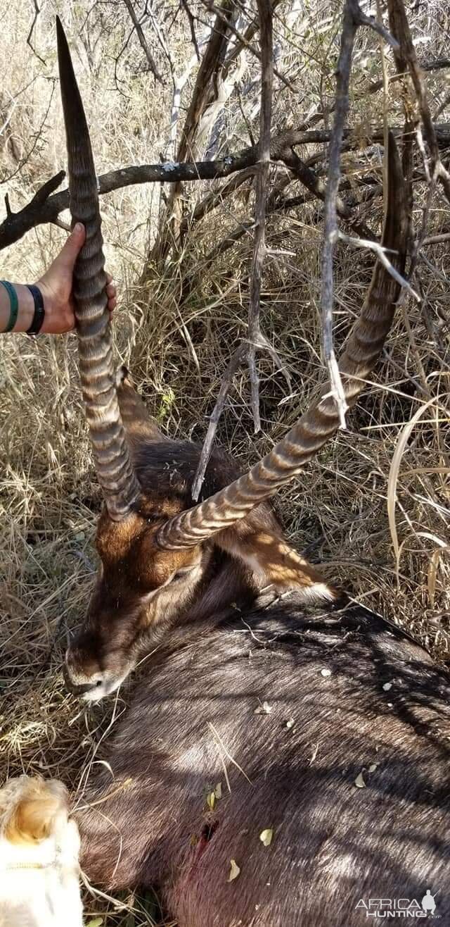 Hunting Waterbuck in South Africa