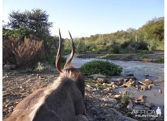 Hunting Waterbuck in South Africa