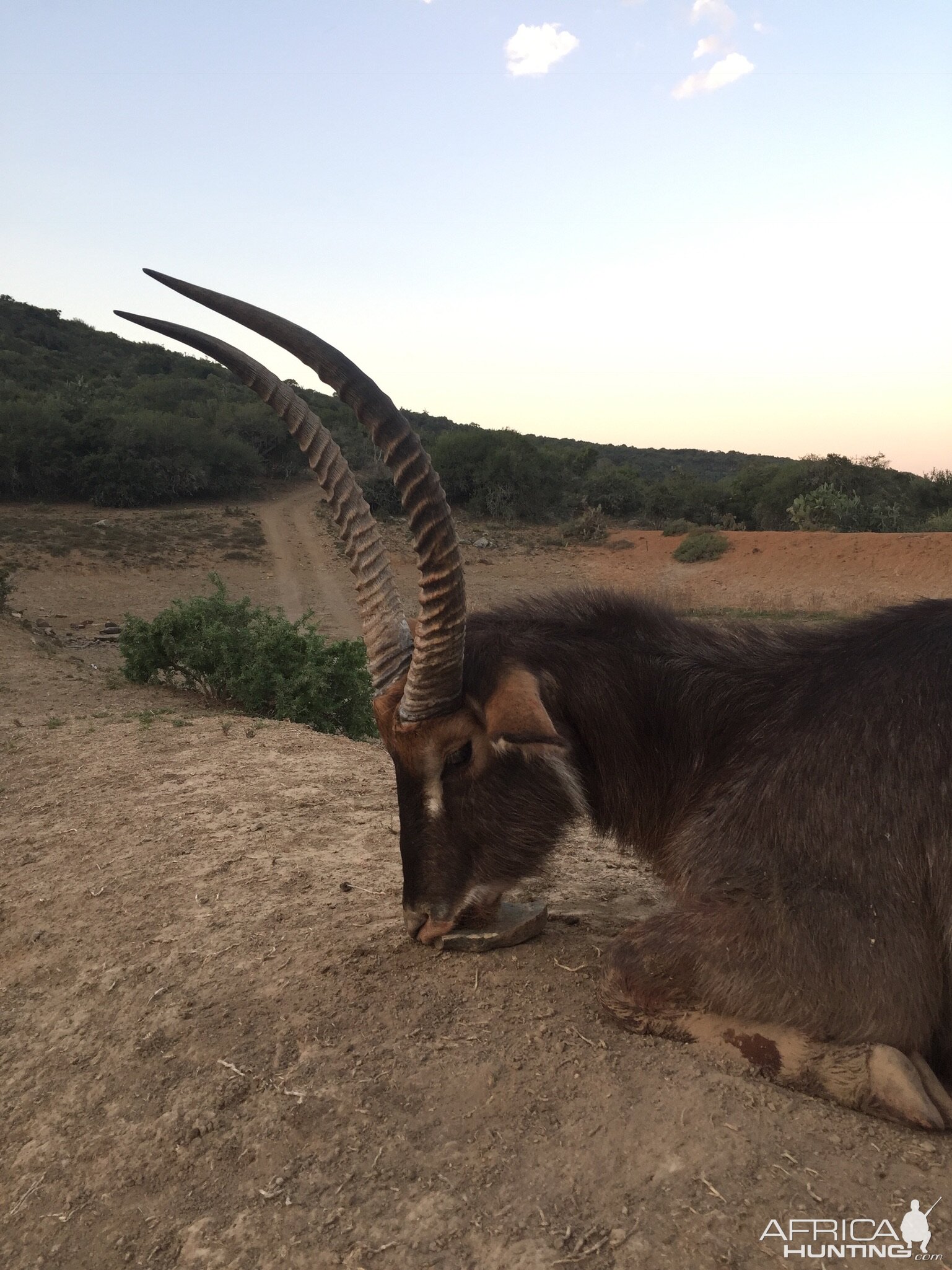 Hunting Waterbuck in South Africa