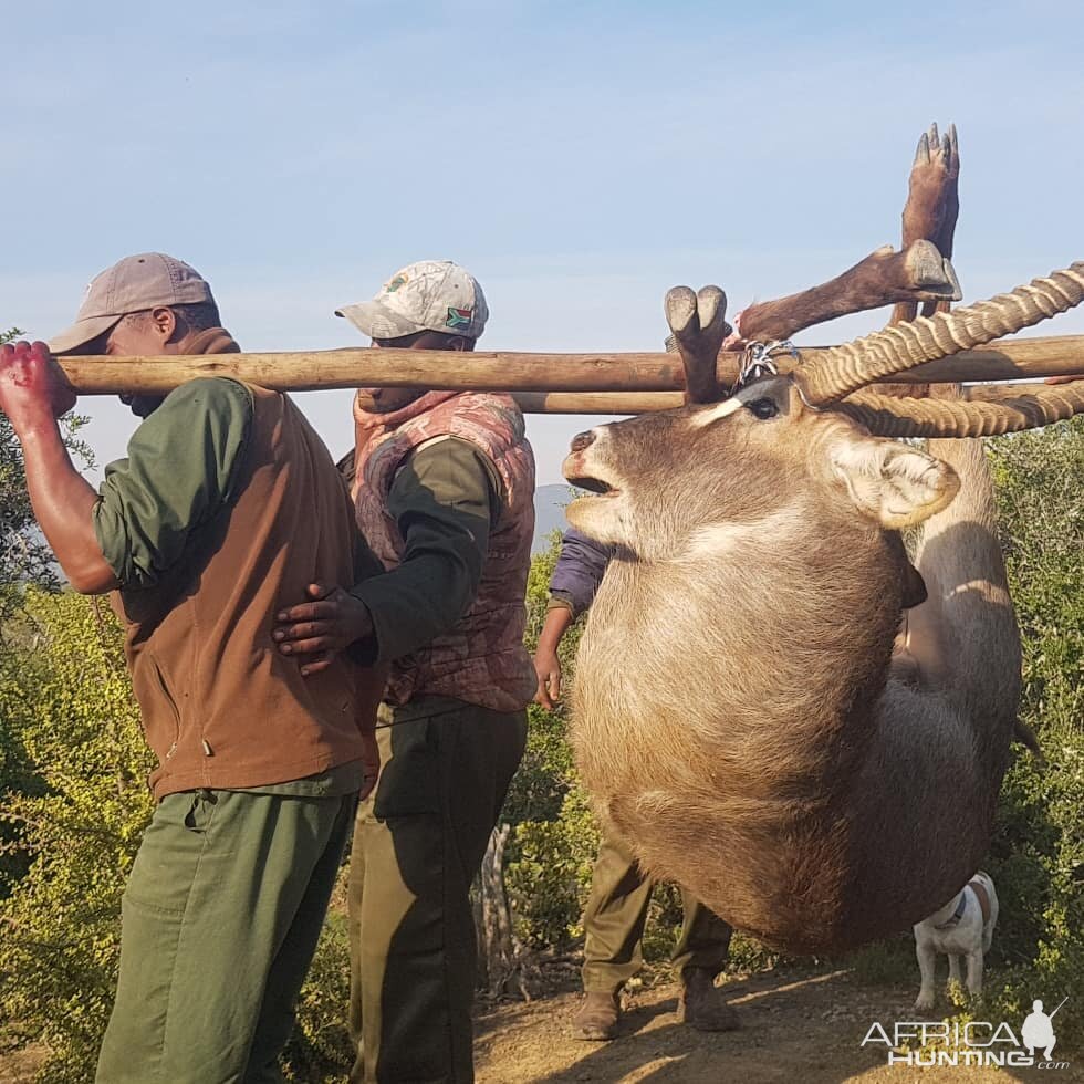 Hunting Waterbuck in South Africa