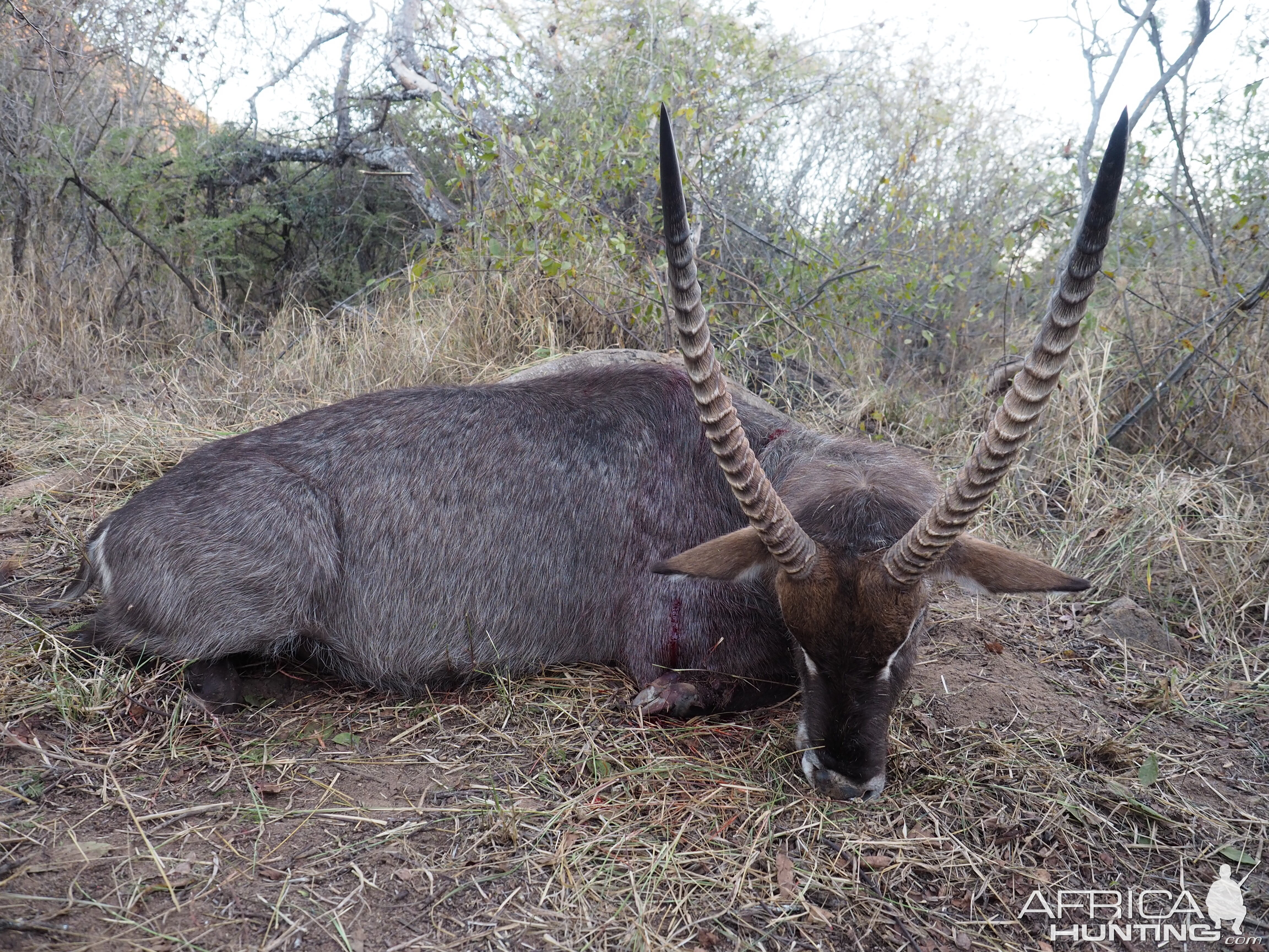 Hunting Waterbuck in Zimbabwe