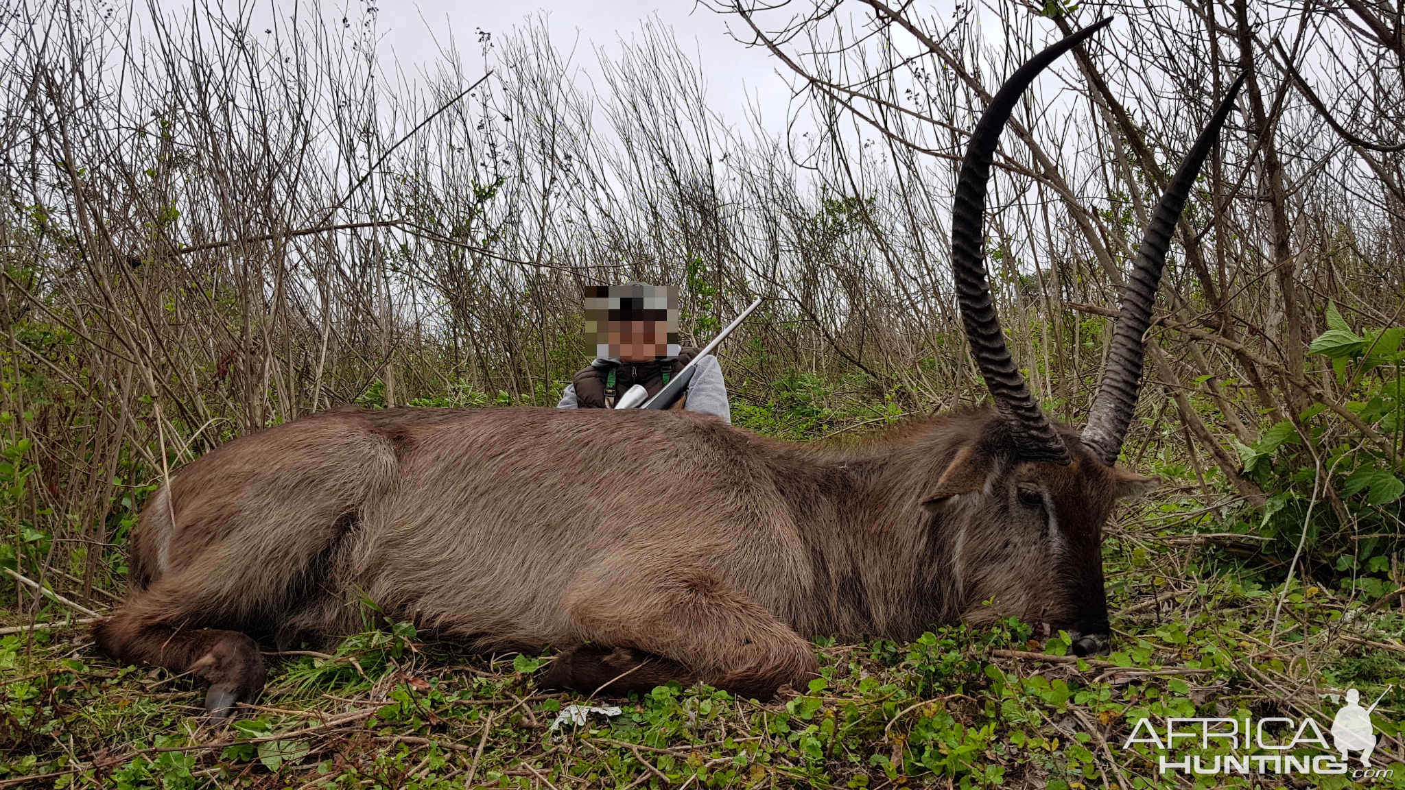 Hunting Waterbuck