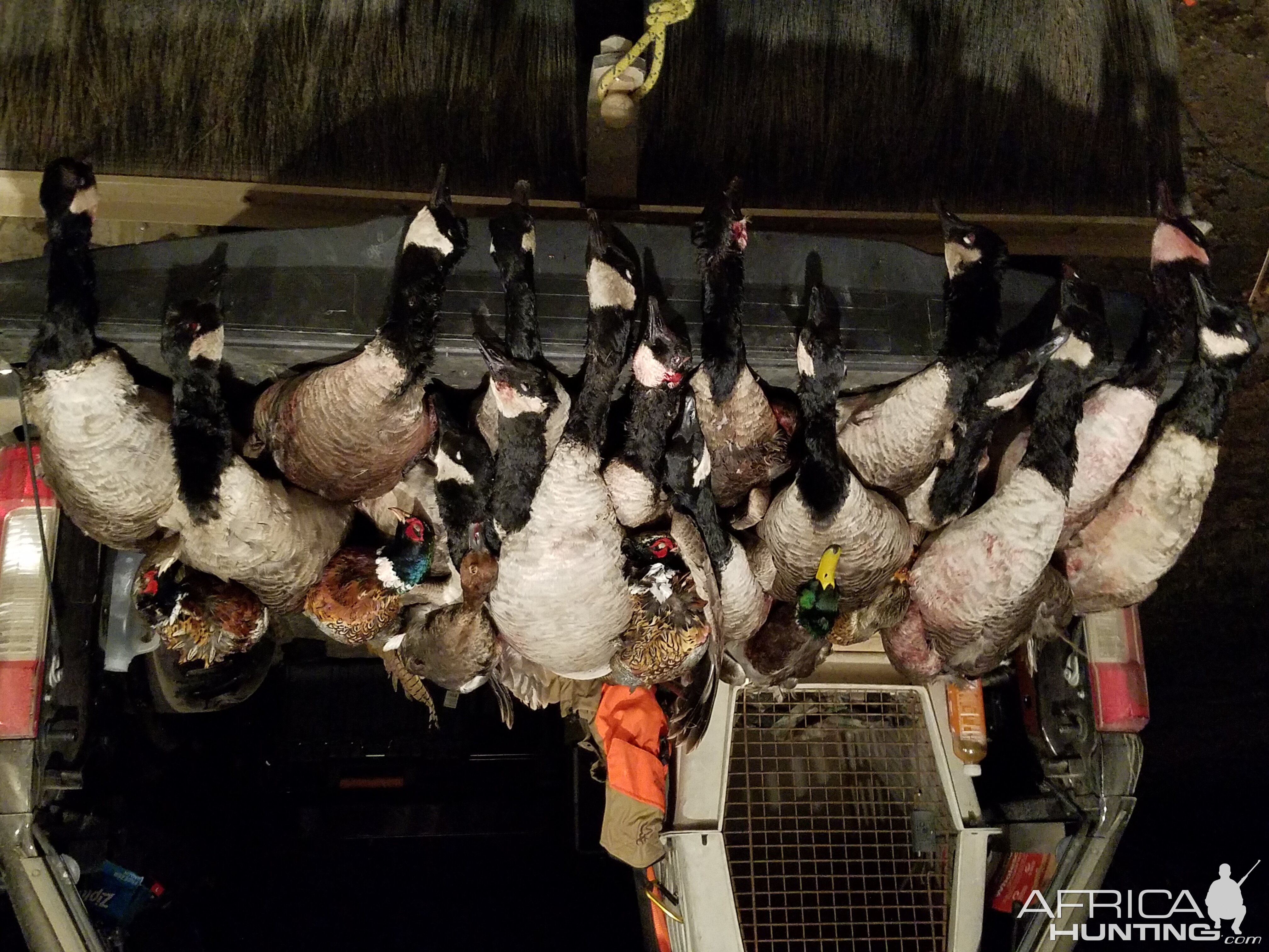 Hunting Waterfowl in North Dakota USA