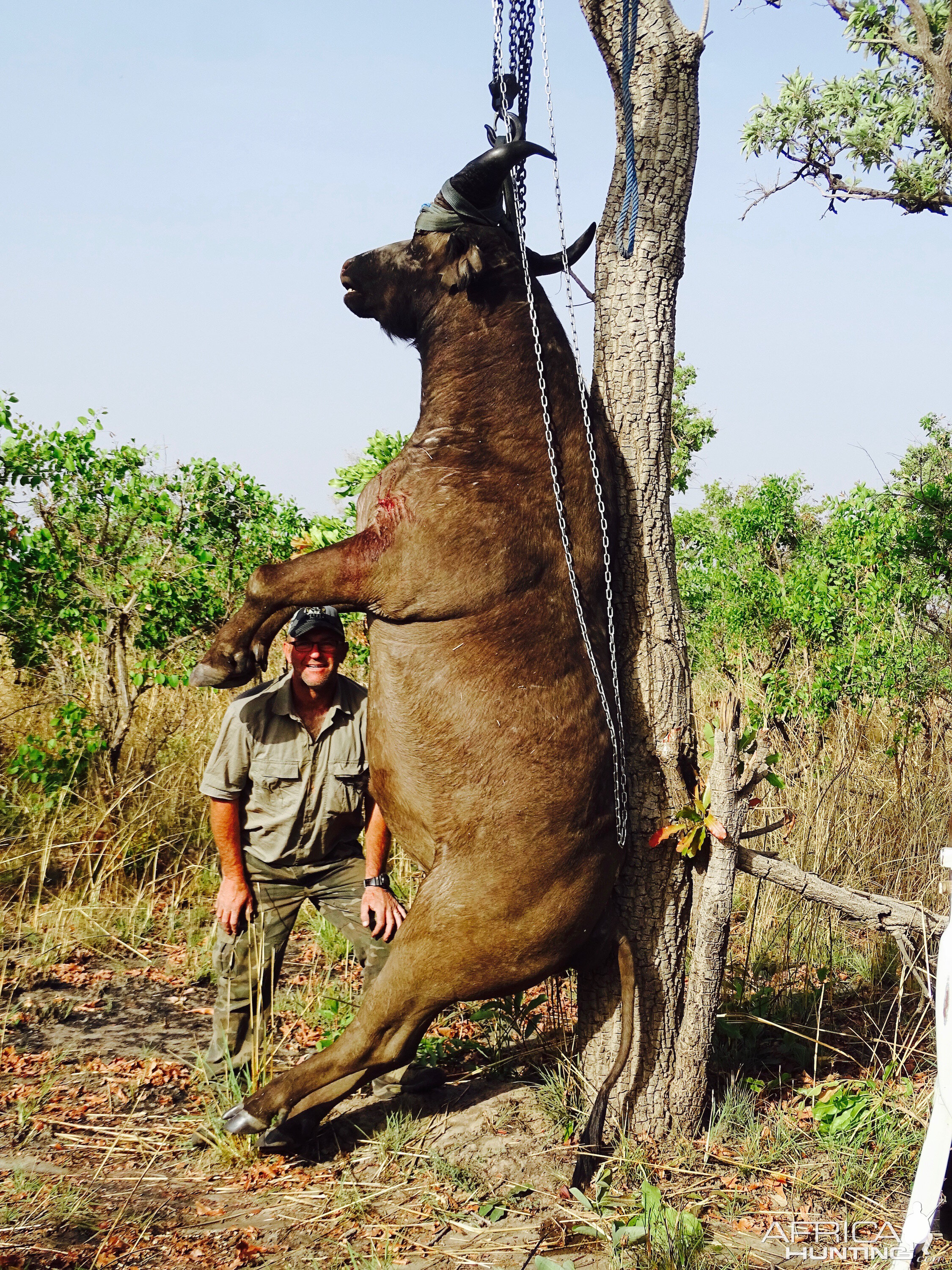 Hunting West African Savanah Buffalo Benin