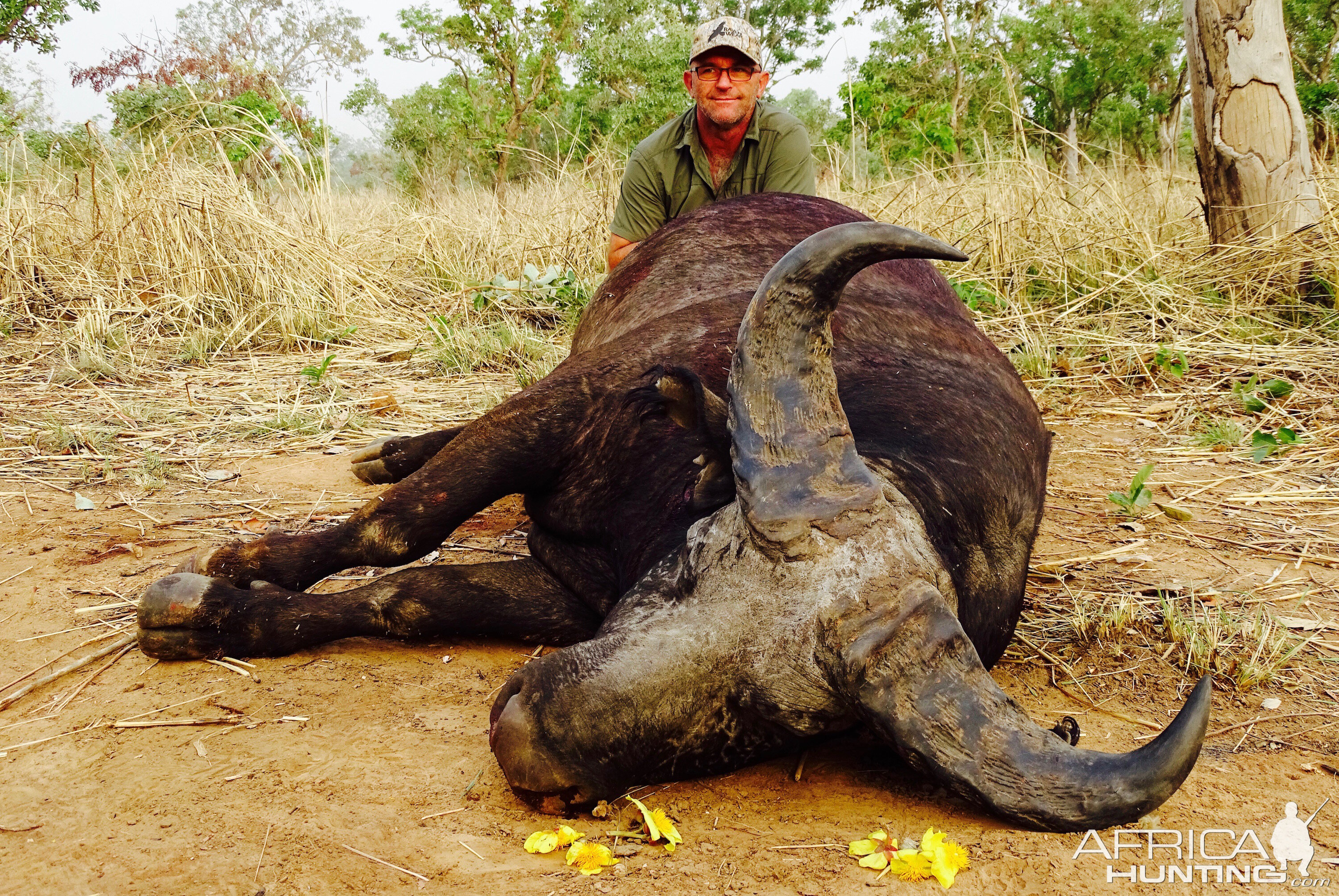 Hunting West African Savannah Buffalo Benin