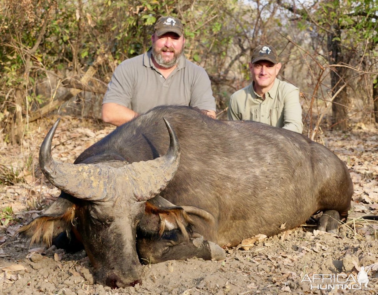 Hunting Western Buffalo Cameroon