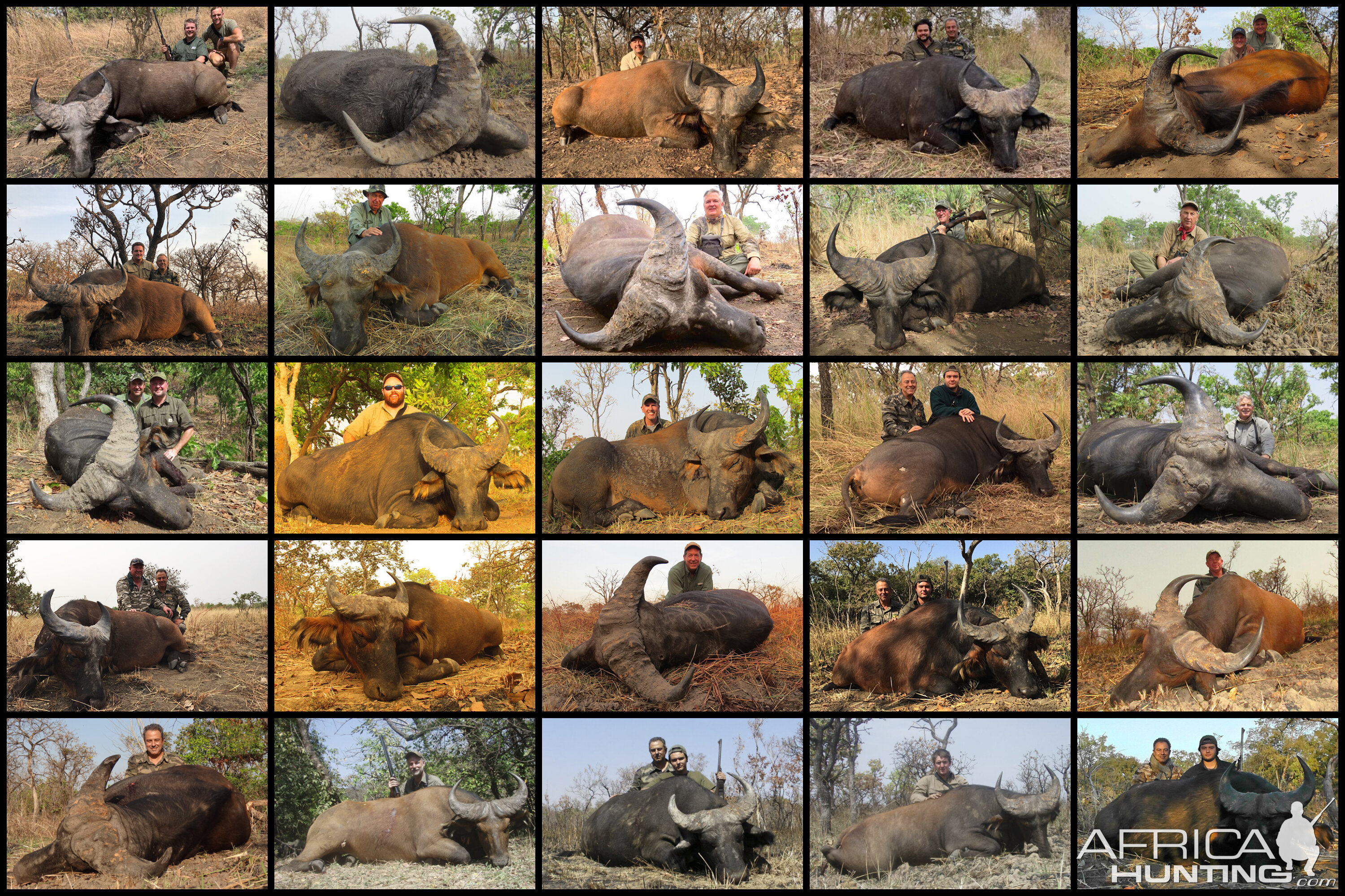 Hunting Western Buffalo in Cameroon