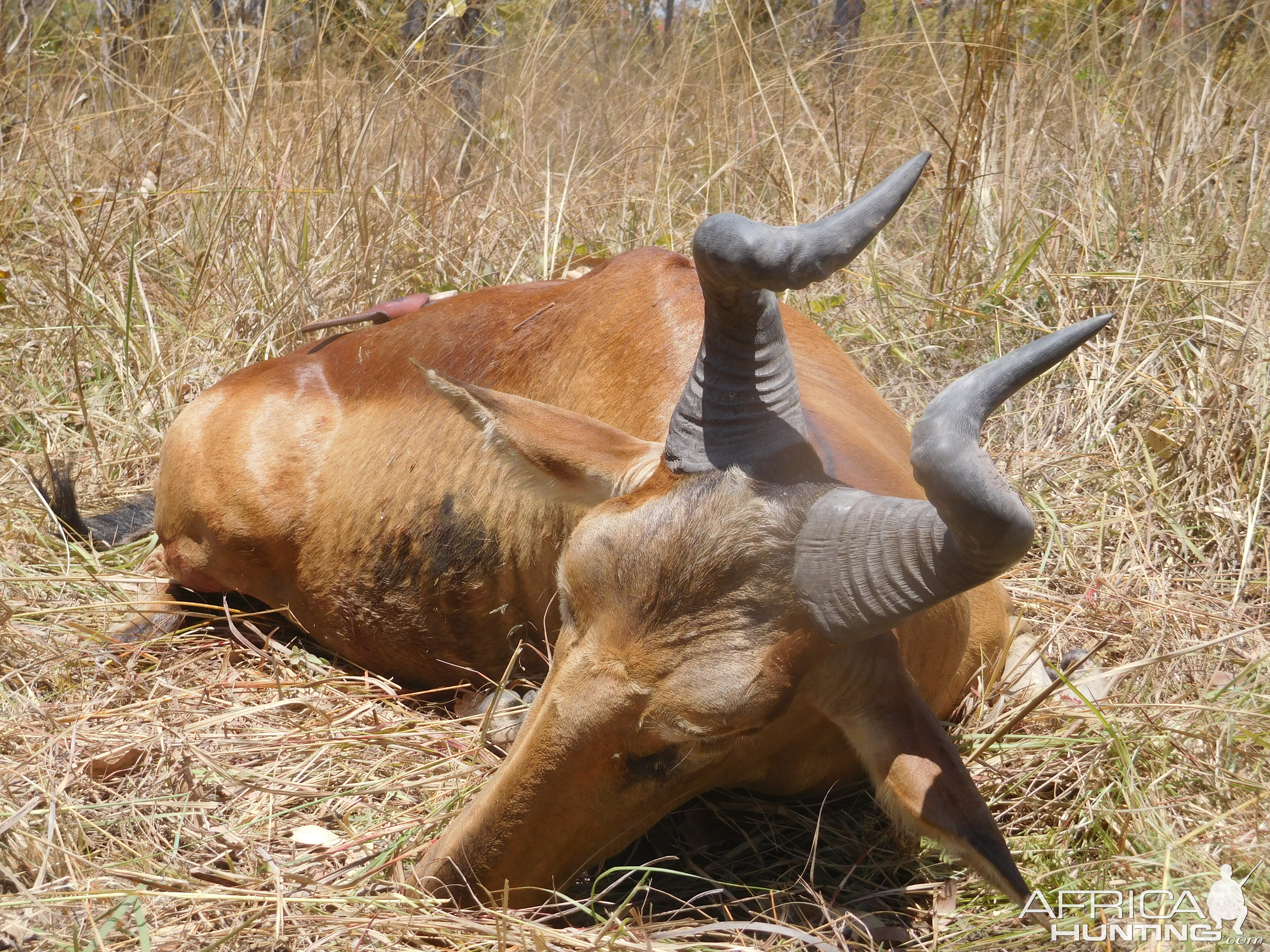 Hunting Western Hartebeest in Tanzania