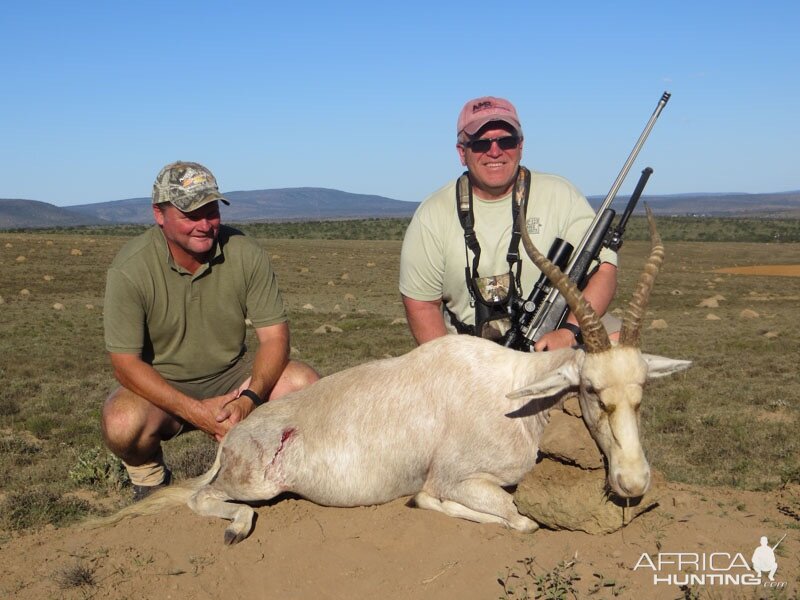 Hunting White Blesbok in South Africa