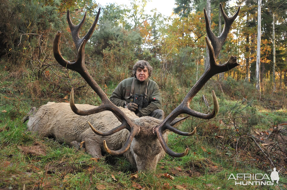 Hunting White Red stag France