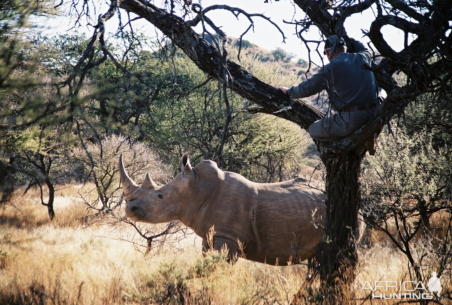 Hunting White Rhino with Wintershoek Johnny Vivier Safaris in SA