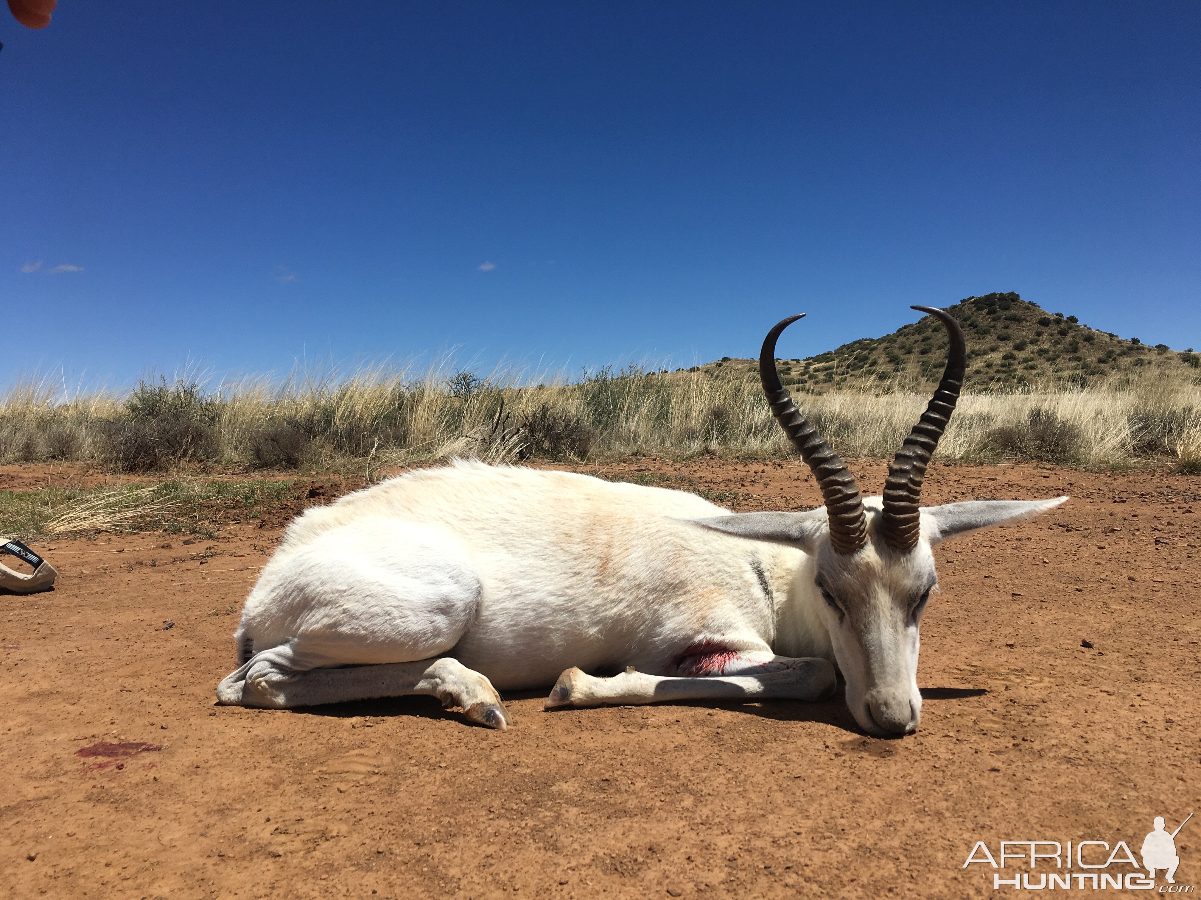 Hunting White Springbok South Africa