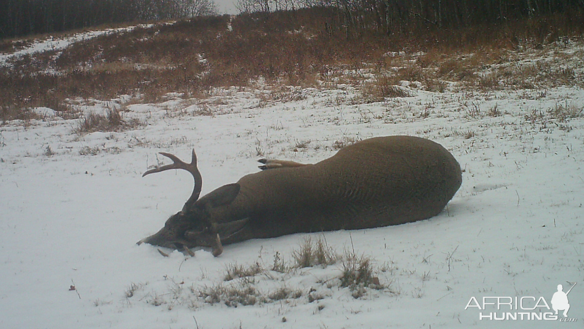 Hunting White-tailed Deer in Canada