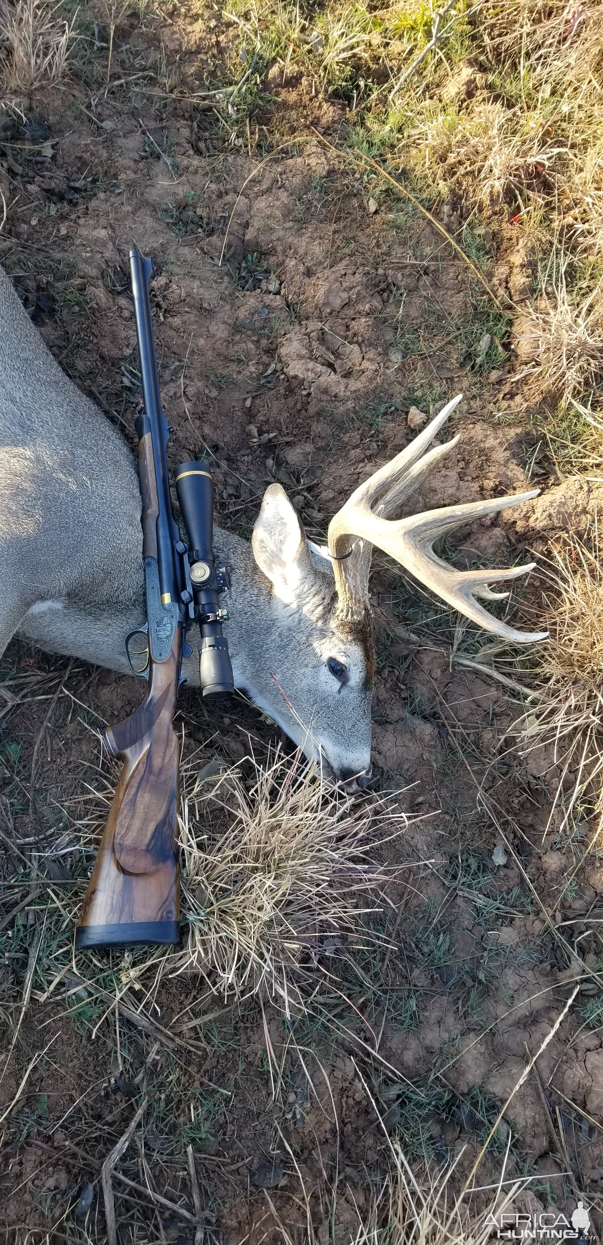 Hunting White-tailed Deer in Texas USA