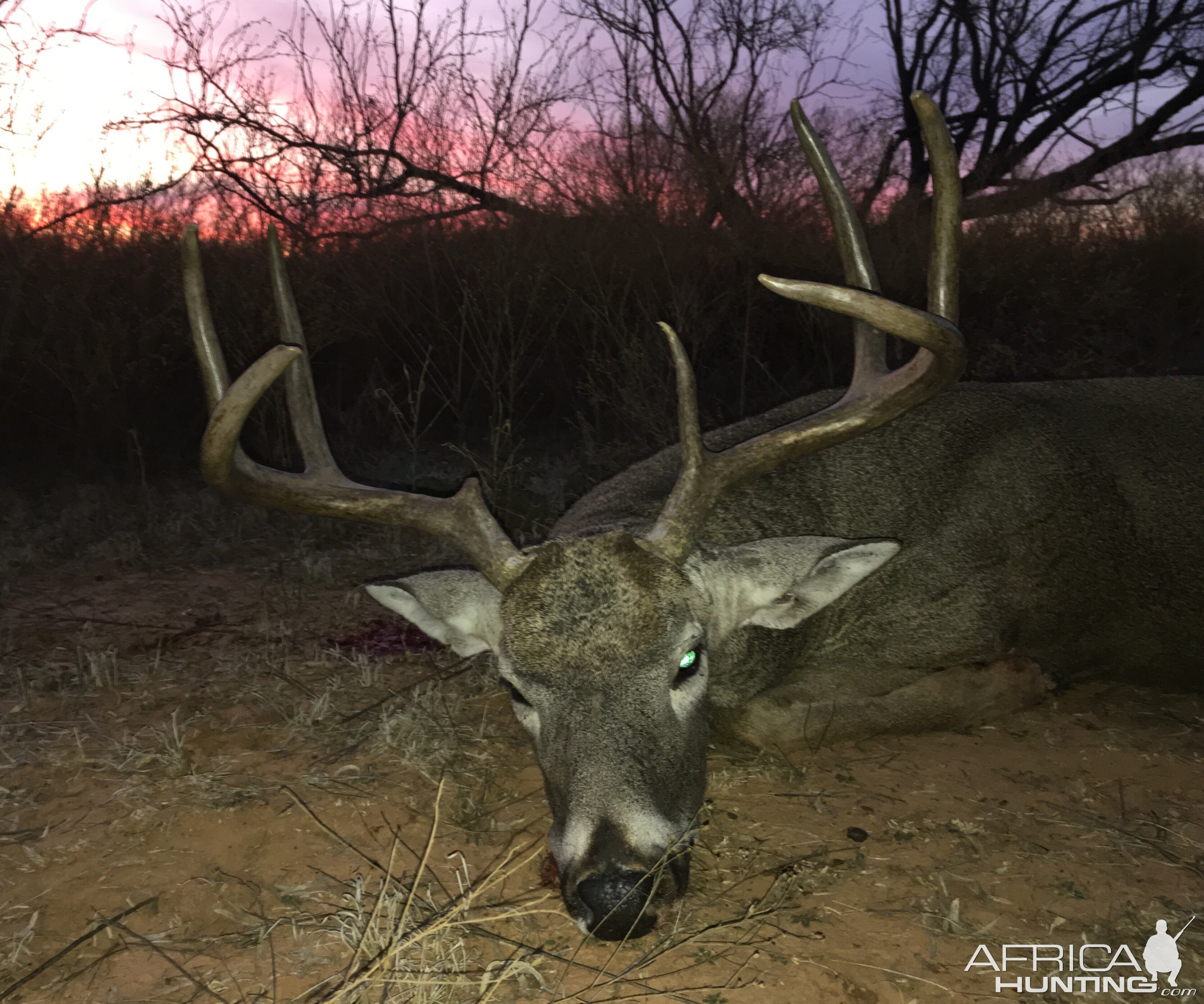 Hunting White-tailed Deer in Texas USA