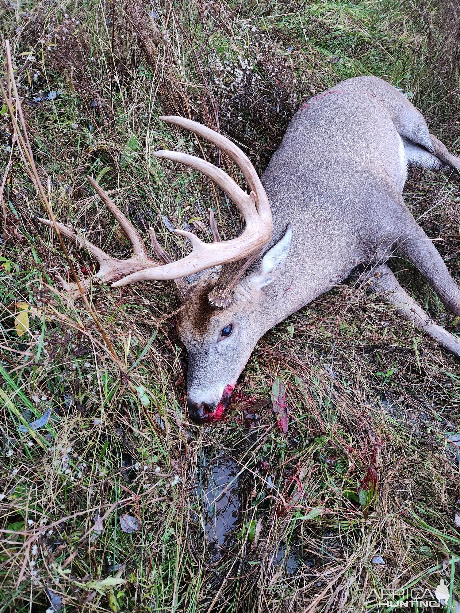 Hunting Whitetail Deer Canada