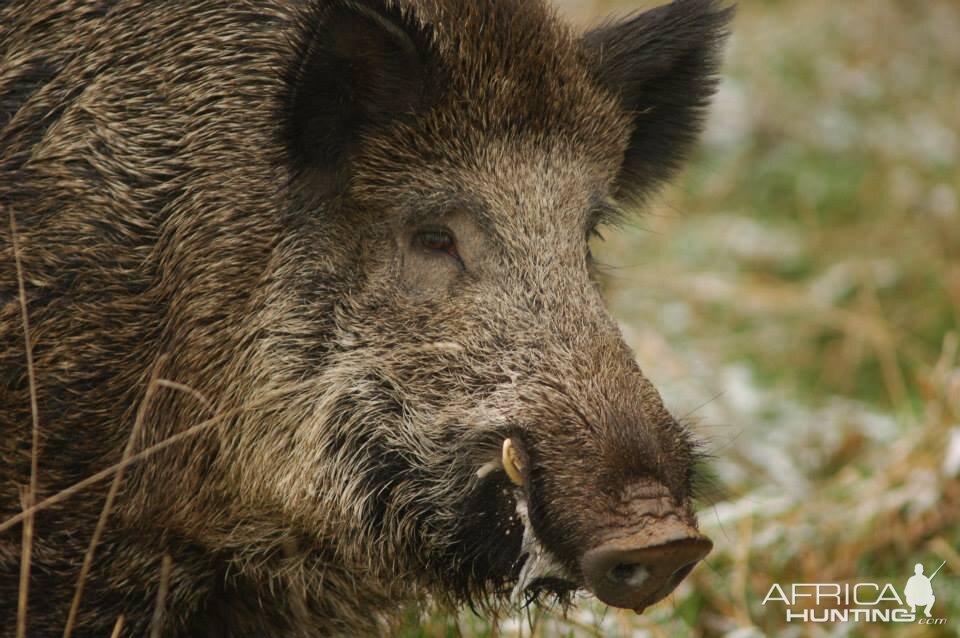 Hunting Wild Boar France