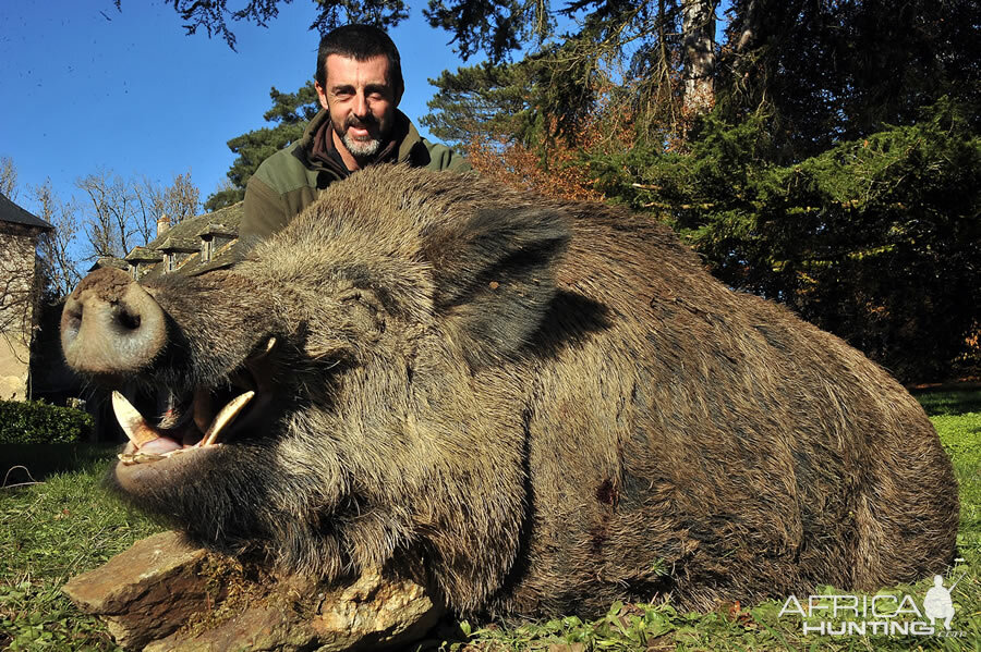 Hunting Wild Boar France