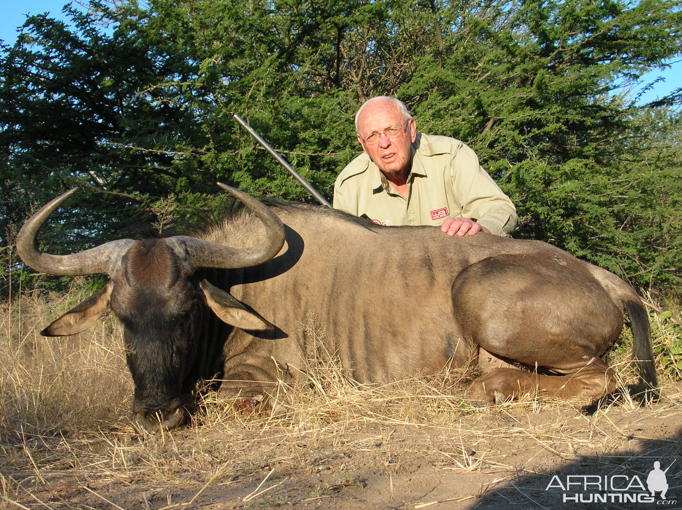 Hunting Wildebeest in Namibia