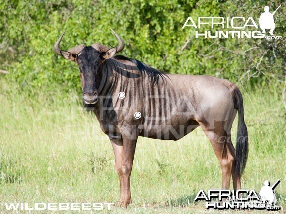 Hunting Wildebeest Shot Placement