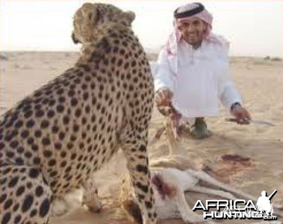 Hunting with Cheetah