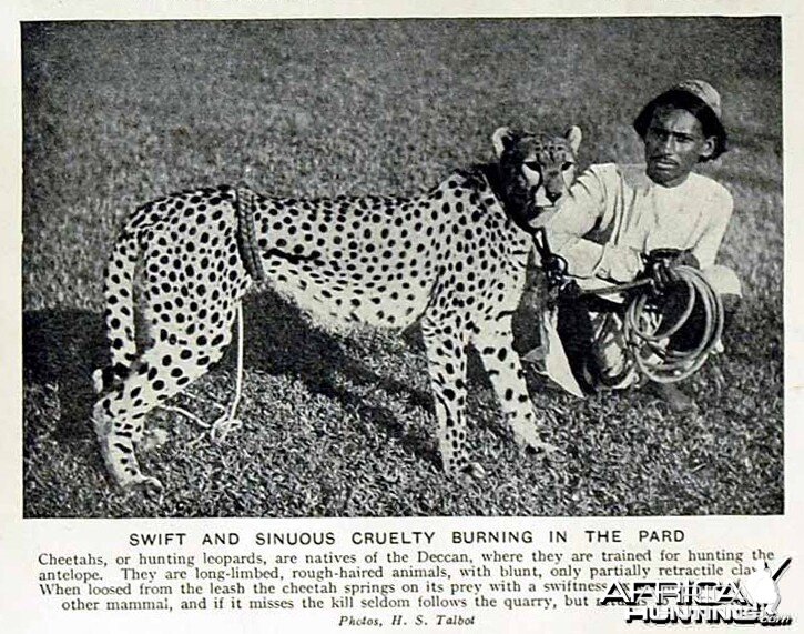 Hunting with Cheetahs, India 1920