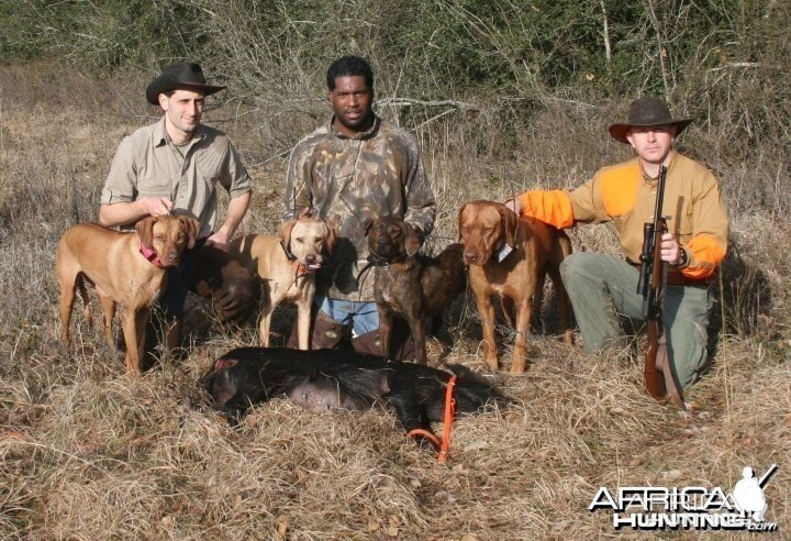 Hunting with Rhodesian Ridgeback