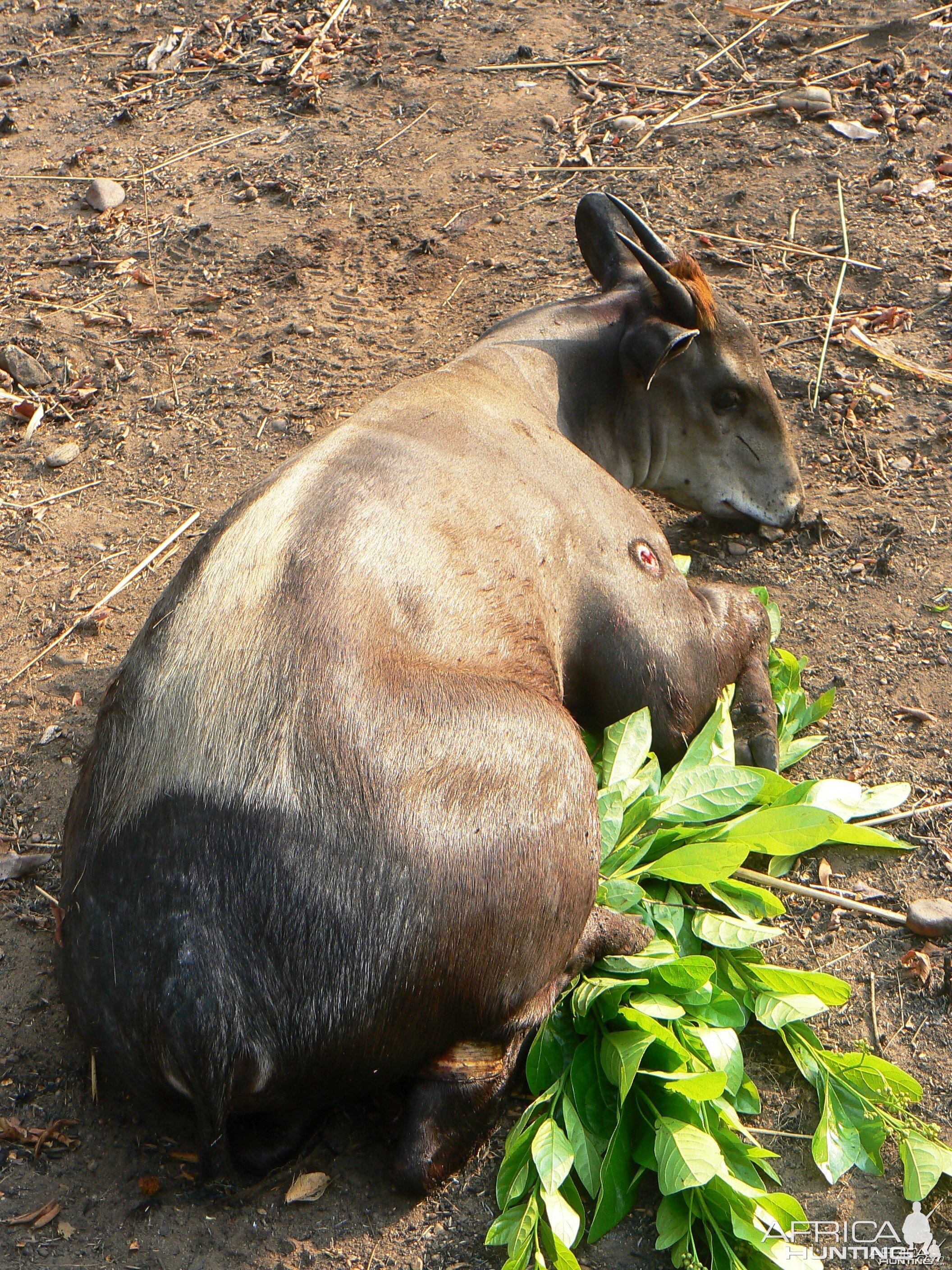 Hunting Yellow Back Duiker in CAR