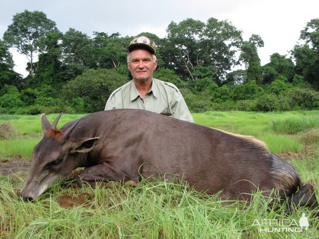 Hunting Yellow-backed Duiker Central African Republic