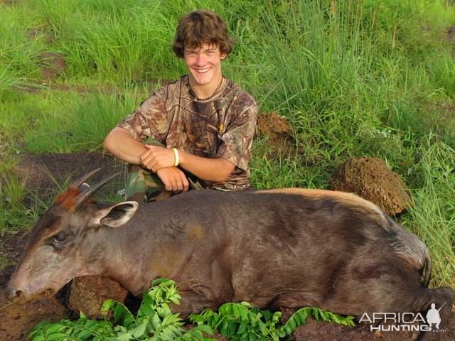 Hunting Yellow-backed Duiker Central African Republic