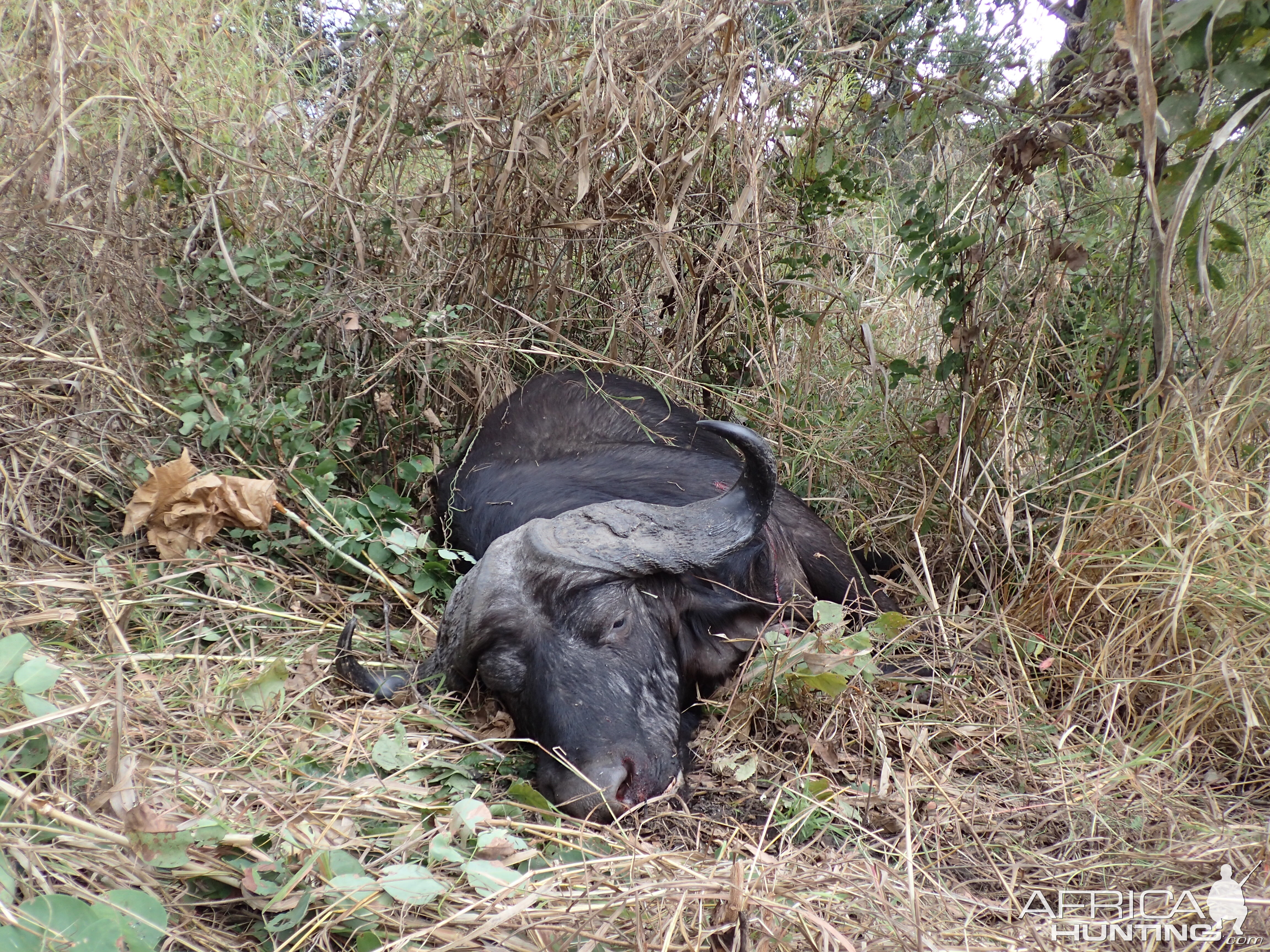 Hunting Zambia Cape Buffalo