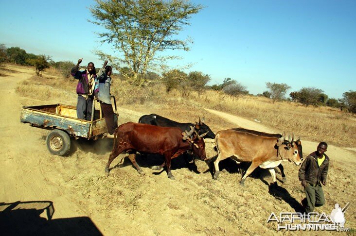 Hunting Zambia