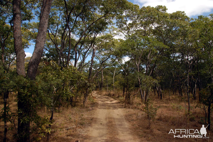 Hunting Zambia