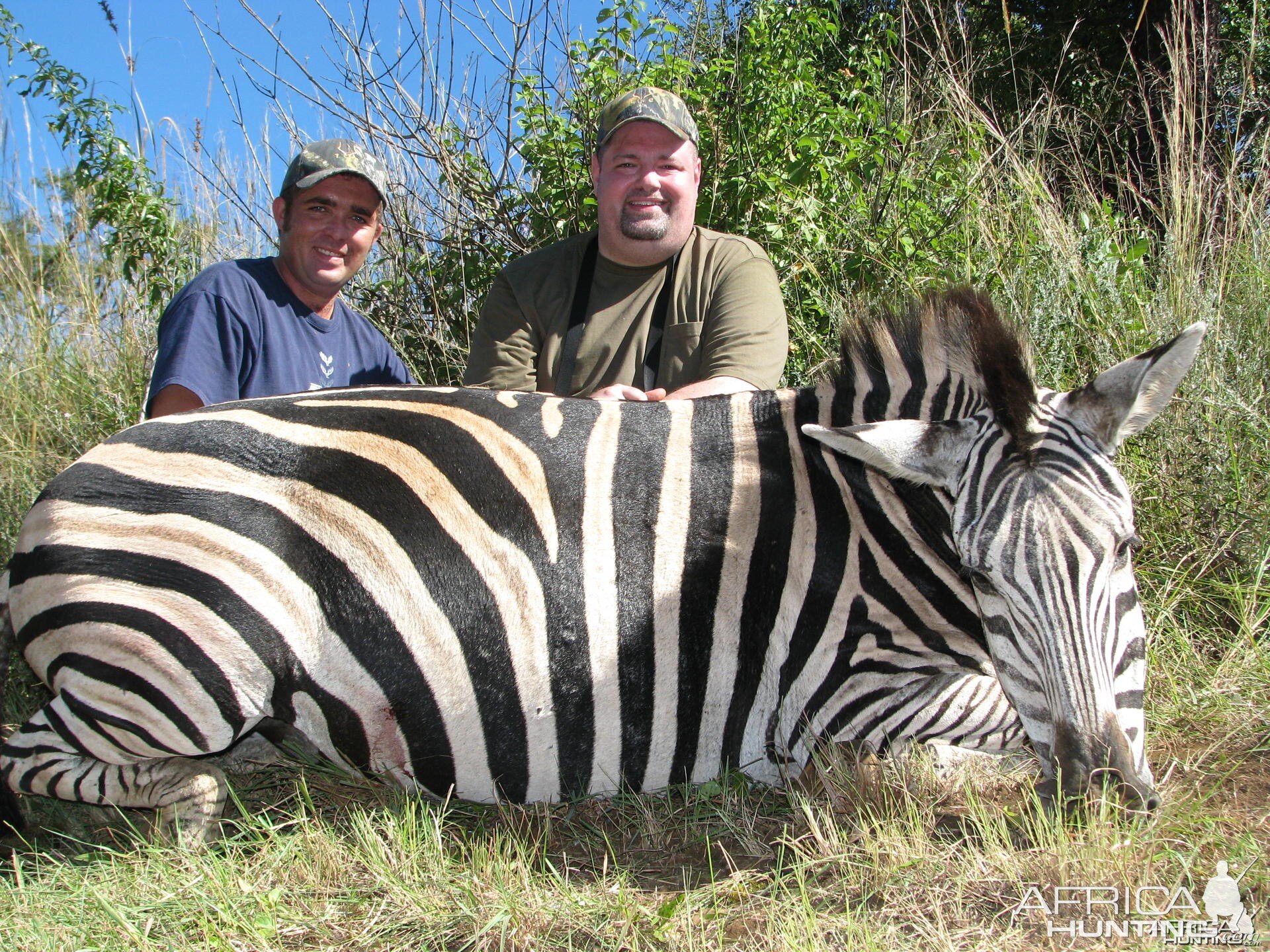 Hunting Zebra in Kwa-Zulu Natal, SA