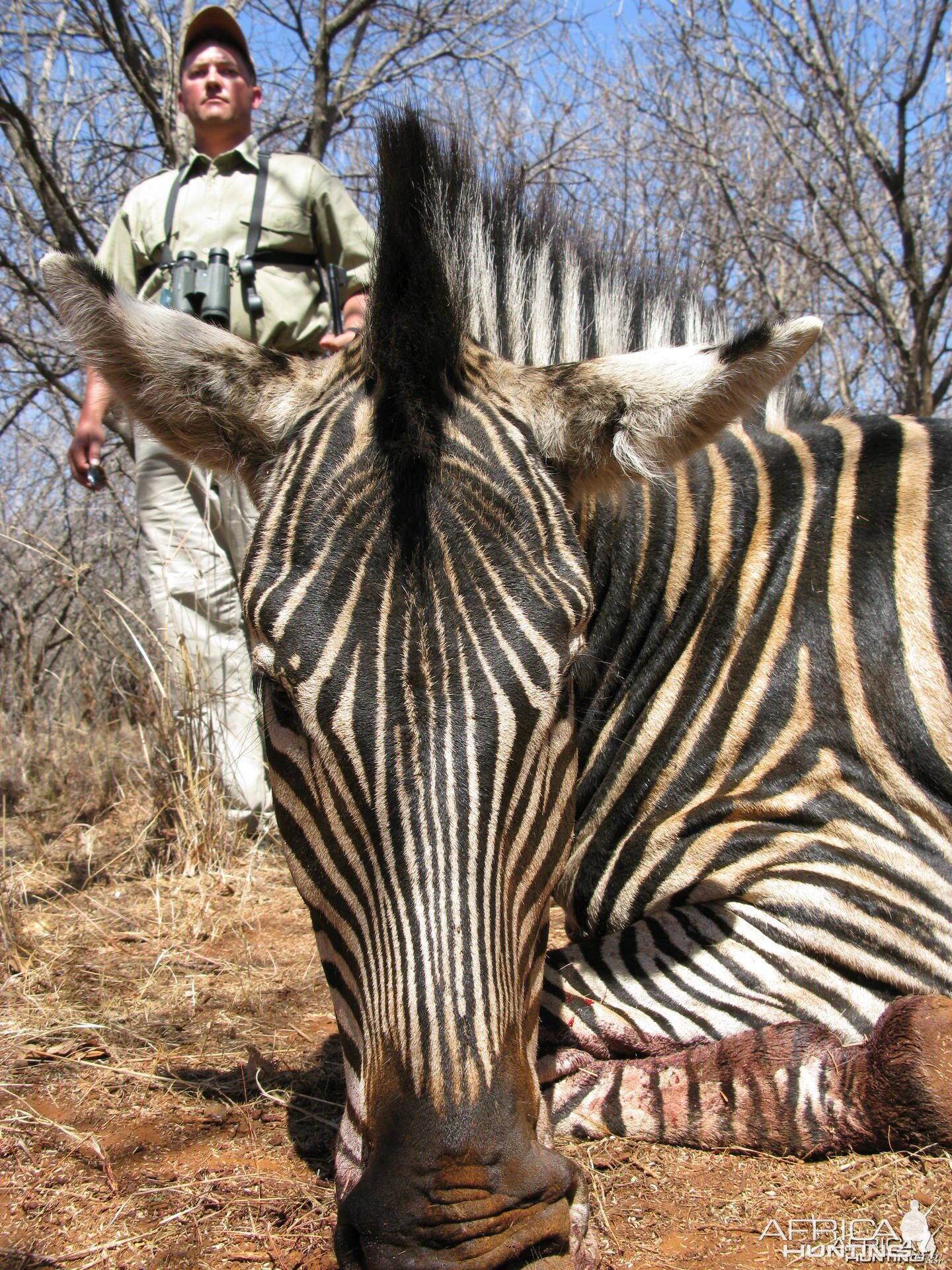 Hunting Zebra in South Africa