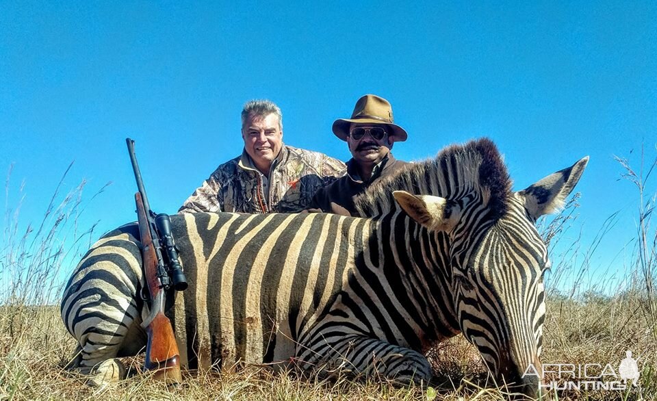 Hunting Zebra South Africa