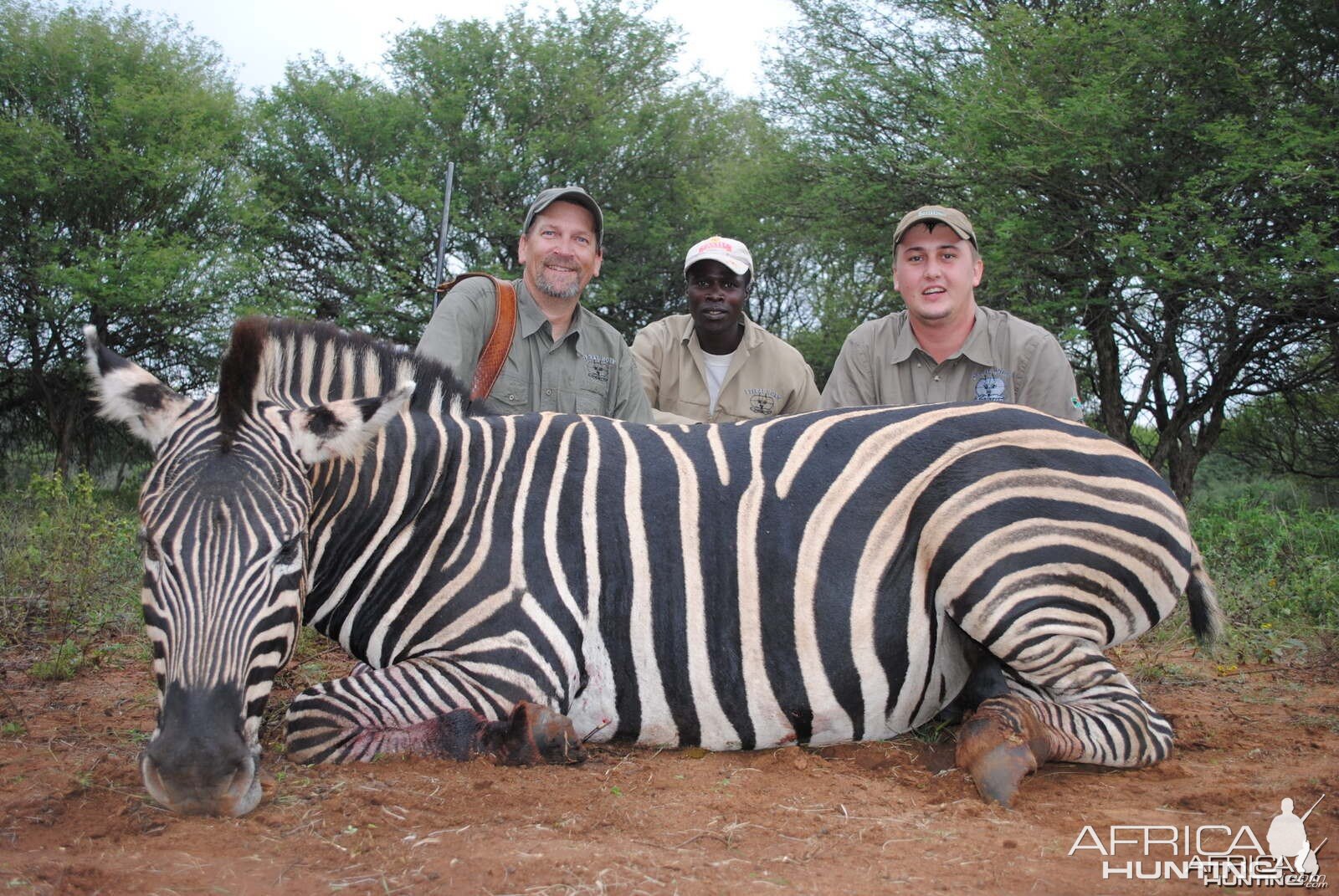 Hunting Zebra South Africa