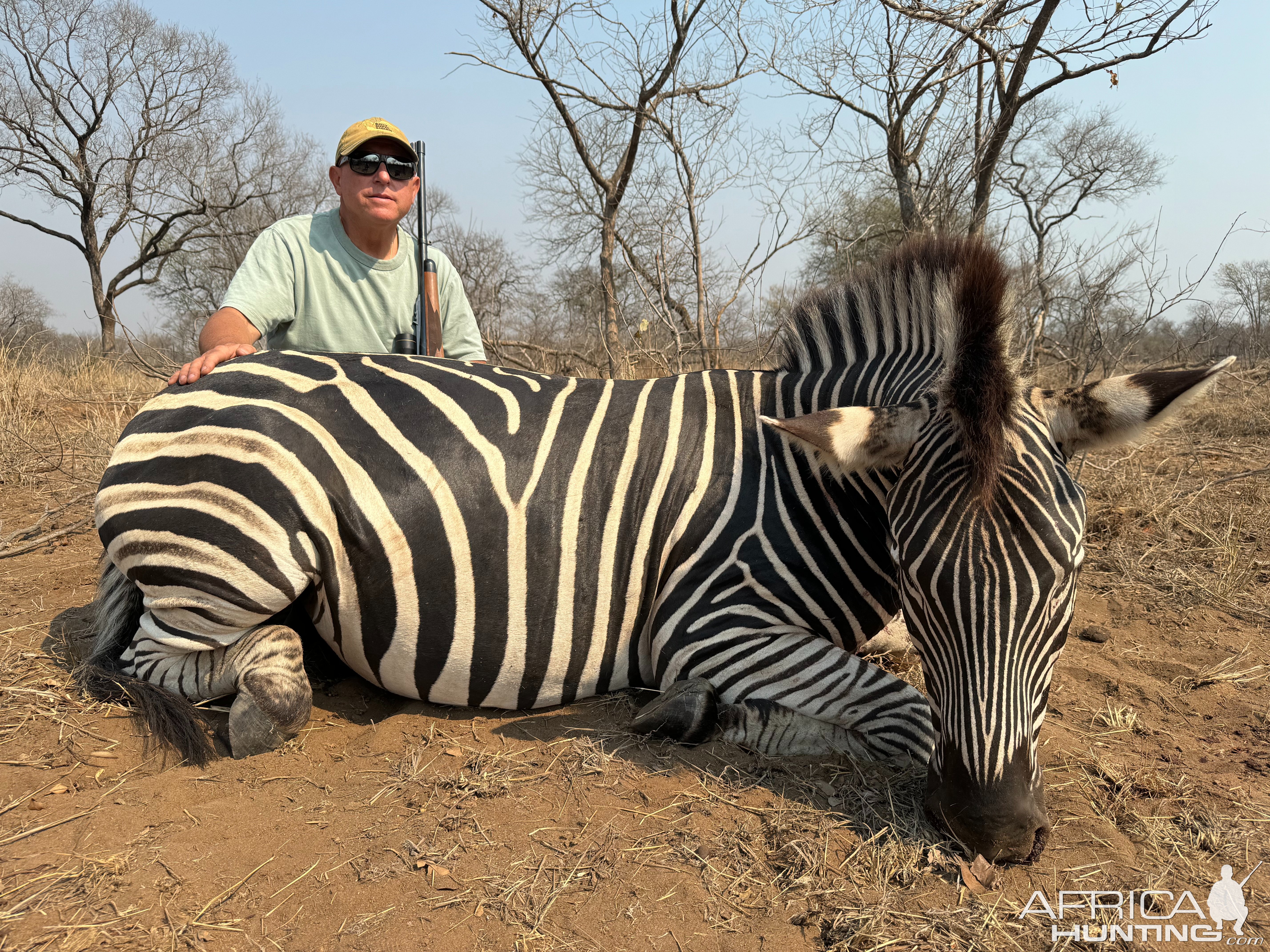 Hunting Zebra