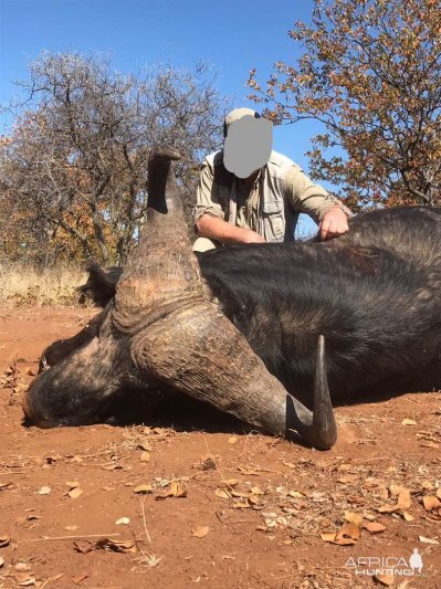 Hunting Zimbabwe Buffalo