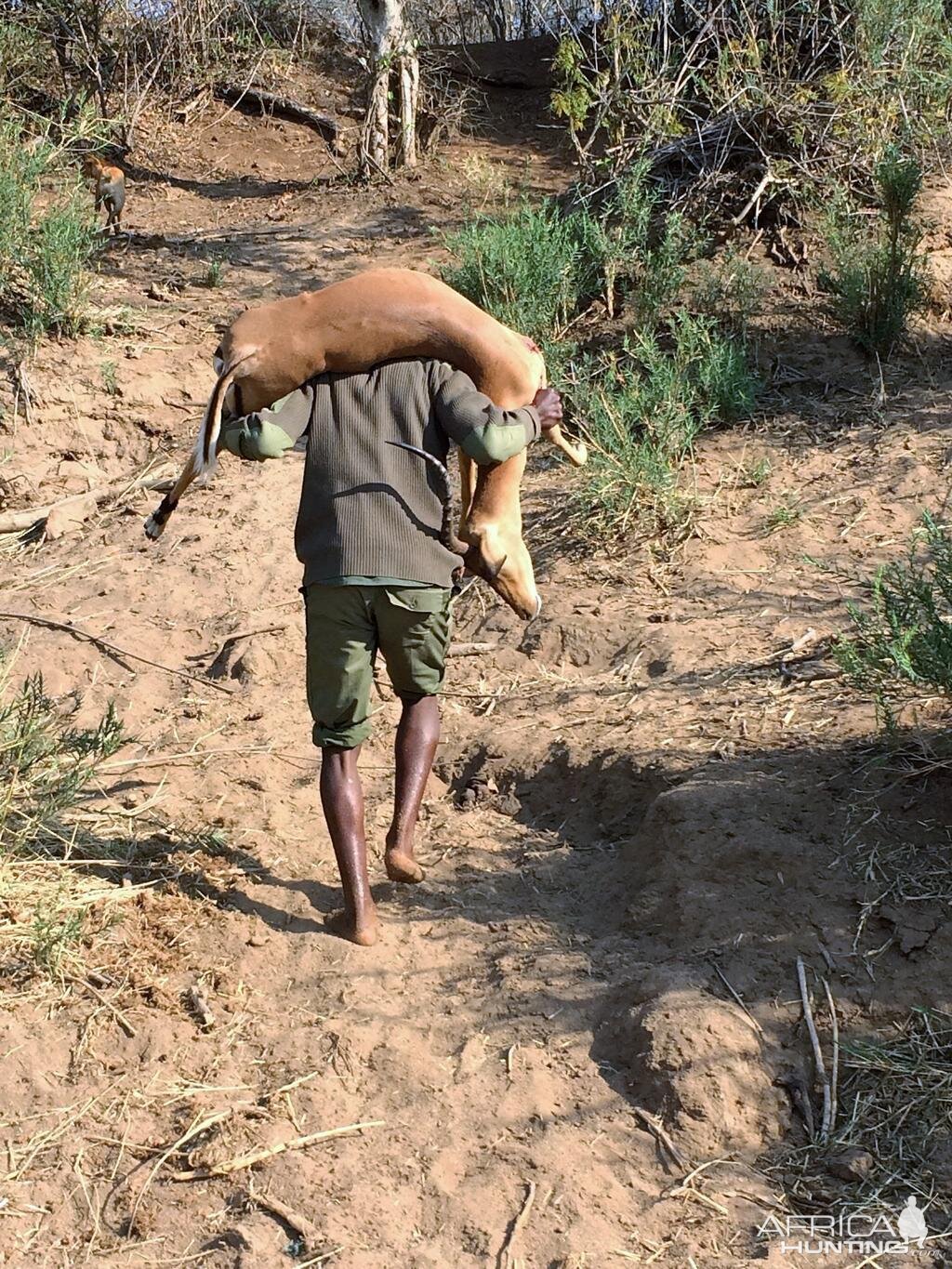 Hunting Zimbabwe Impala