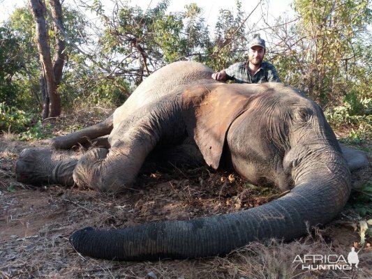 Hunting Zimbabwe Tuskless Elephant