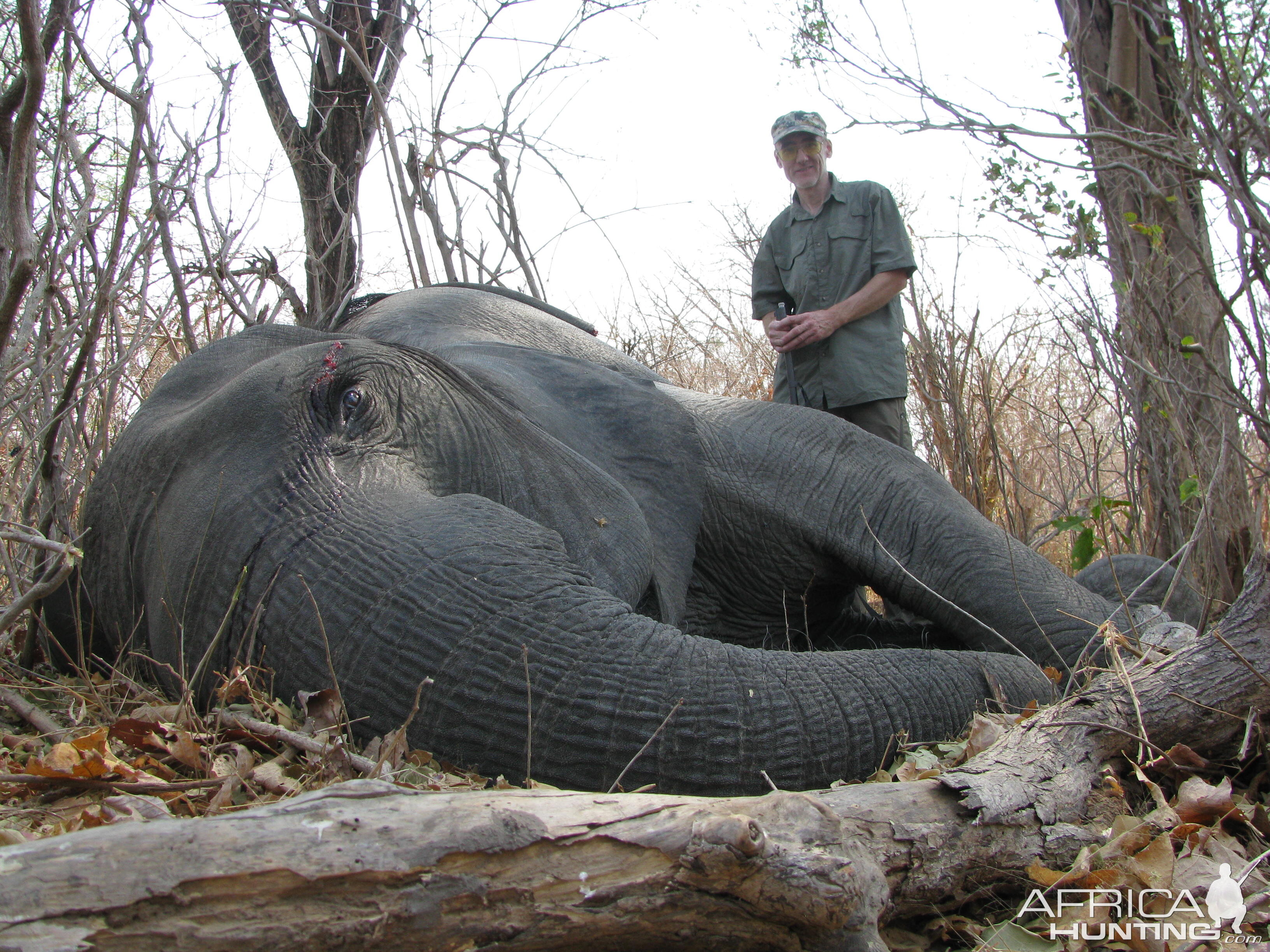 Hunting Zimbabwe Tuskless Elephant