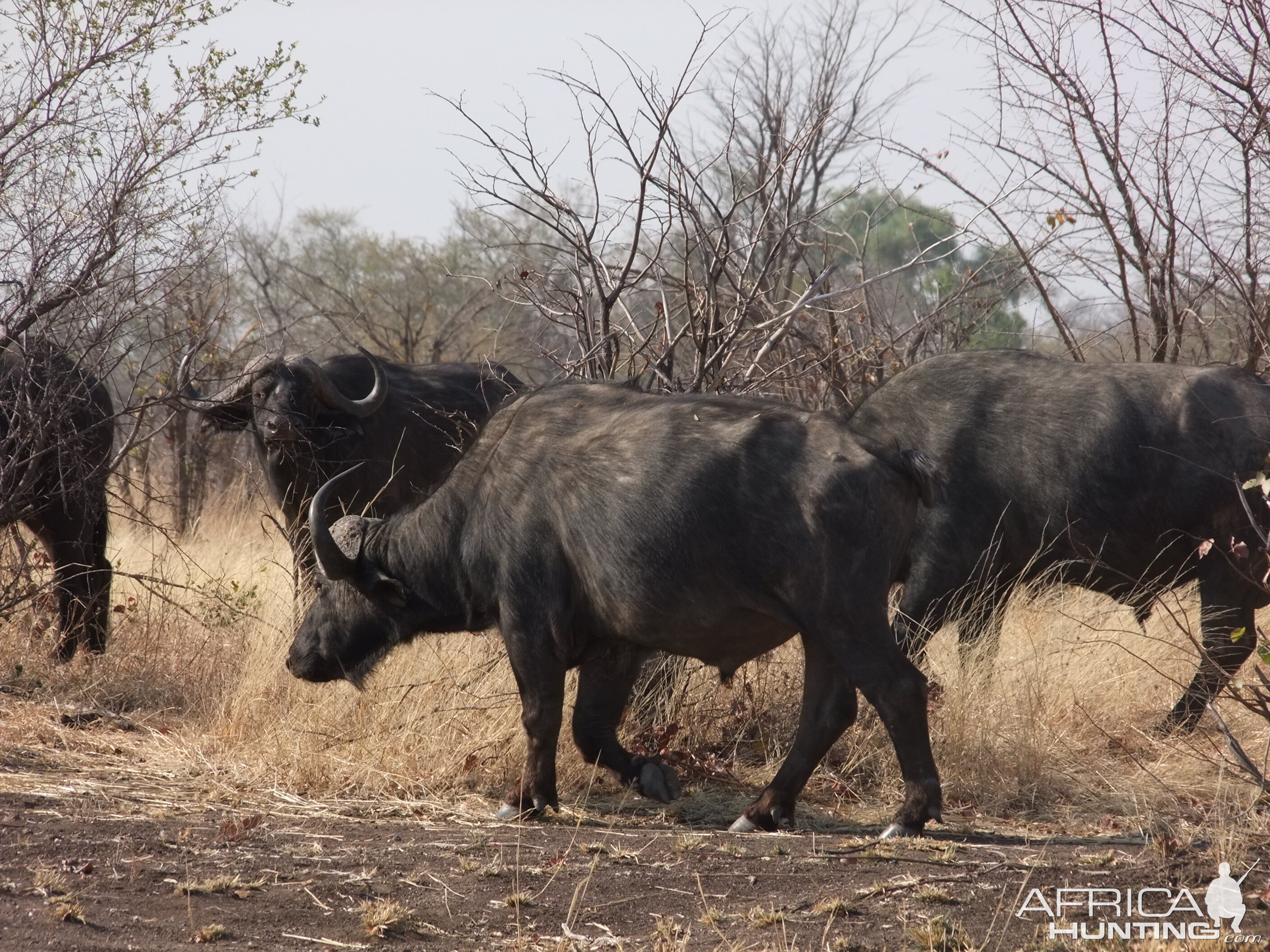 Hwange - Robins Camp Bulls