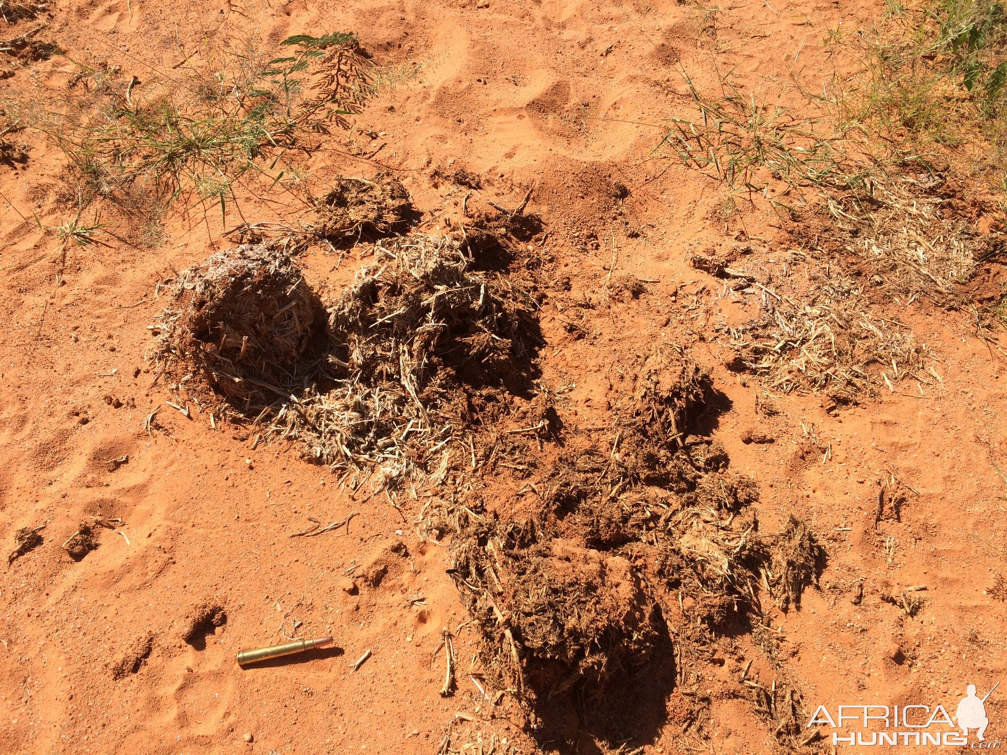 Hyena and Elephant tracks and dung