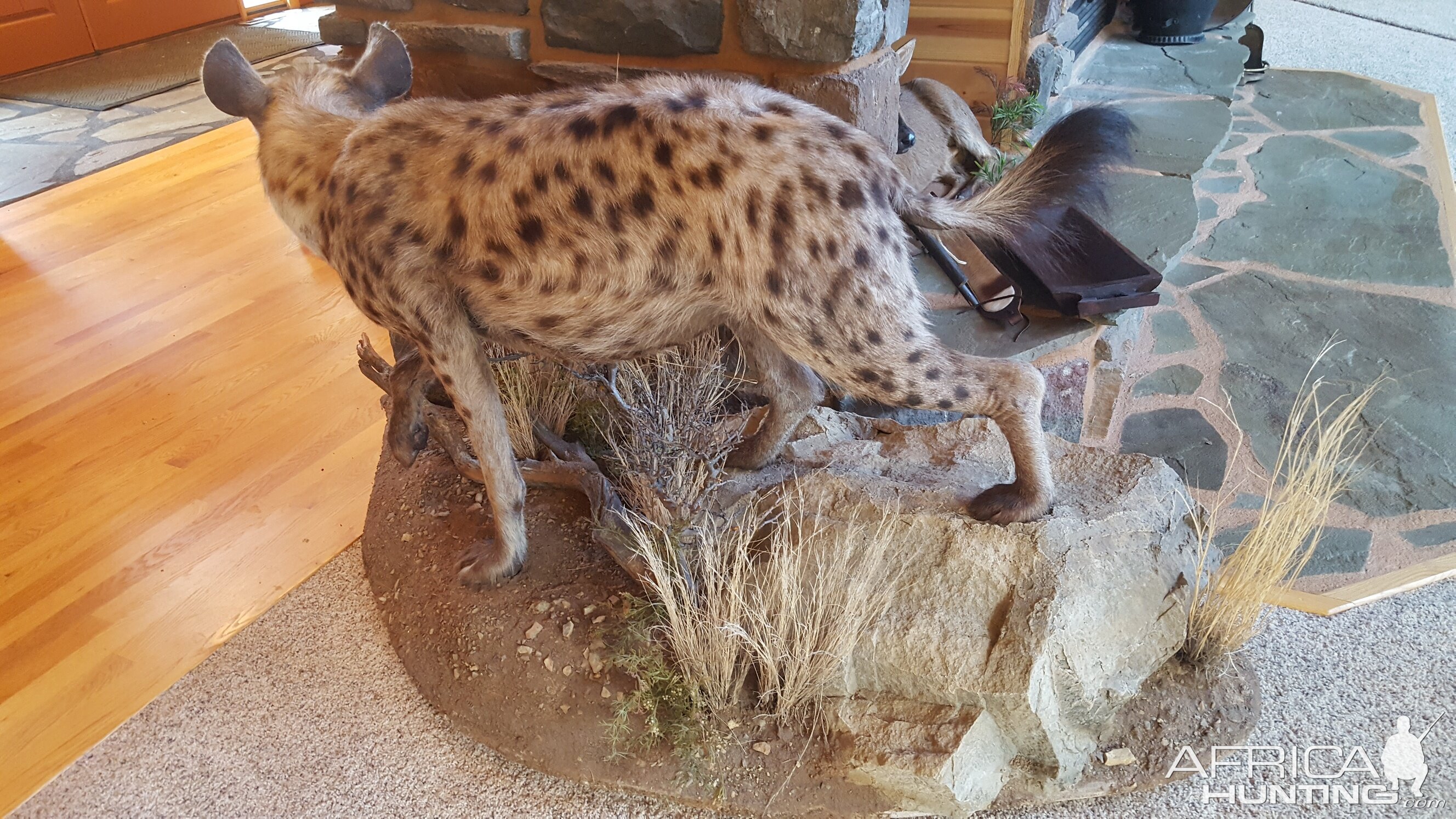 Hyena Full Mount Taxidermy