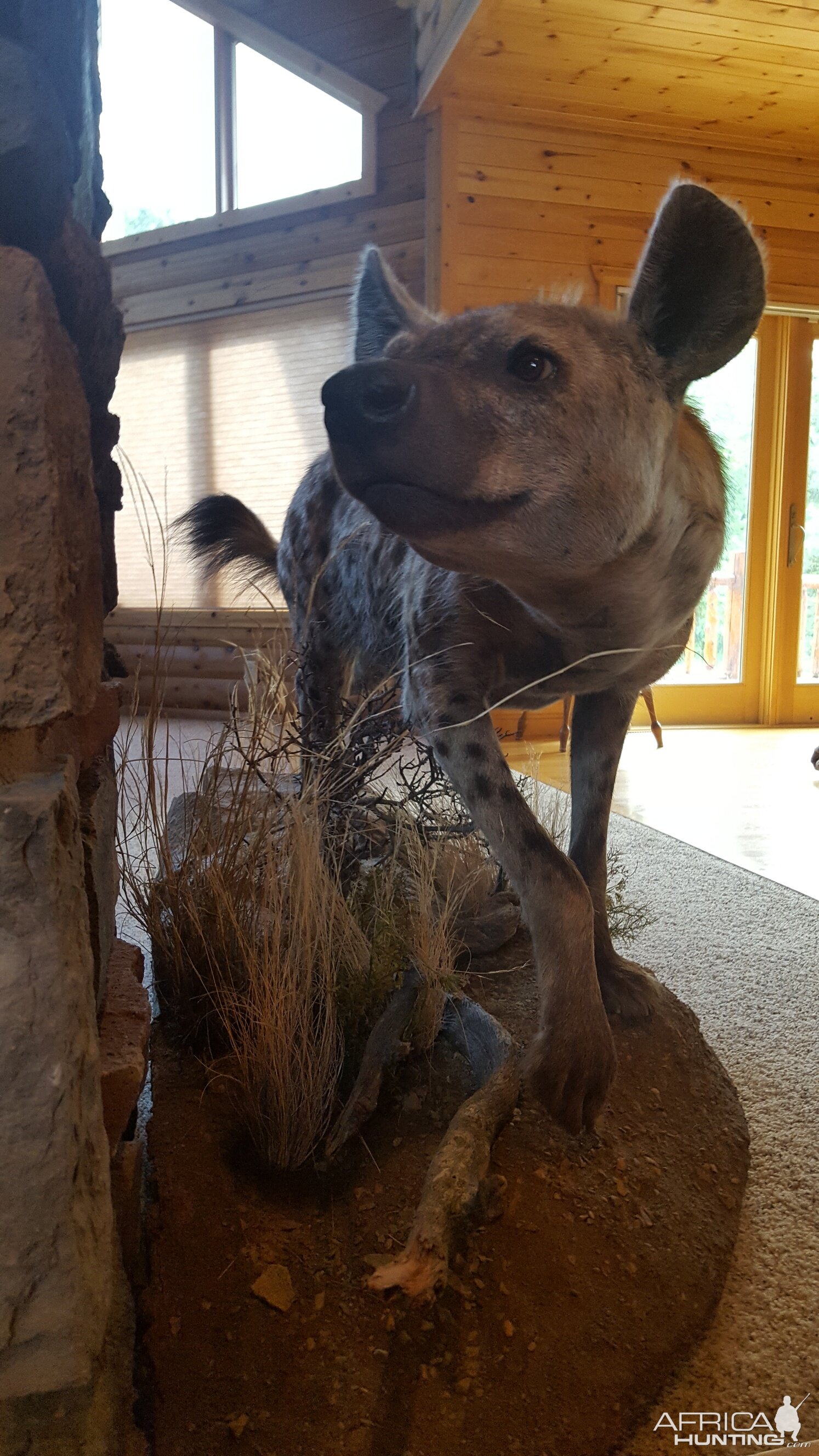 Hyena Full Mount Taxidermy