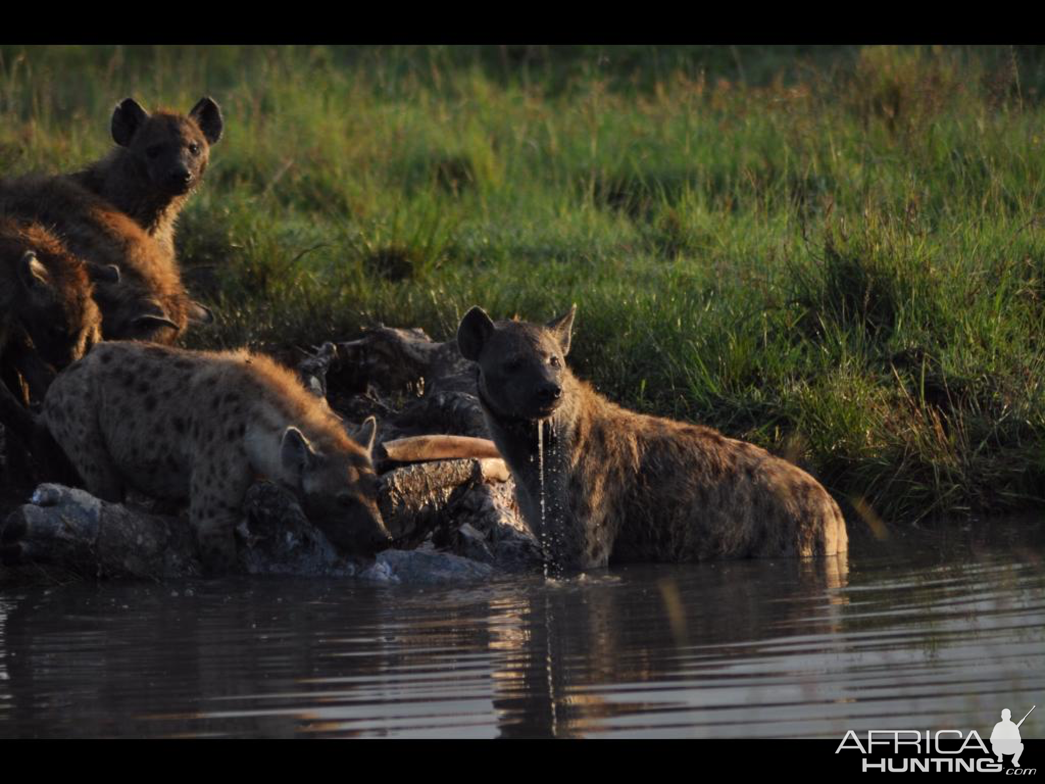 Hyena on hippo carcass