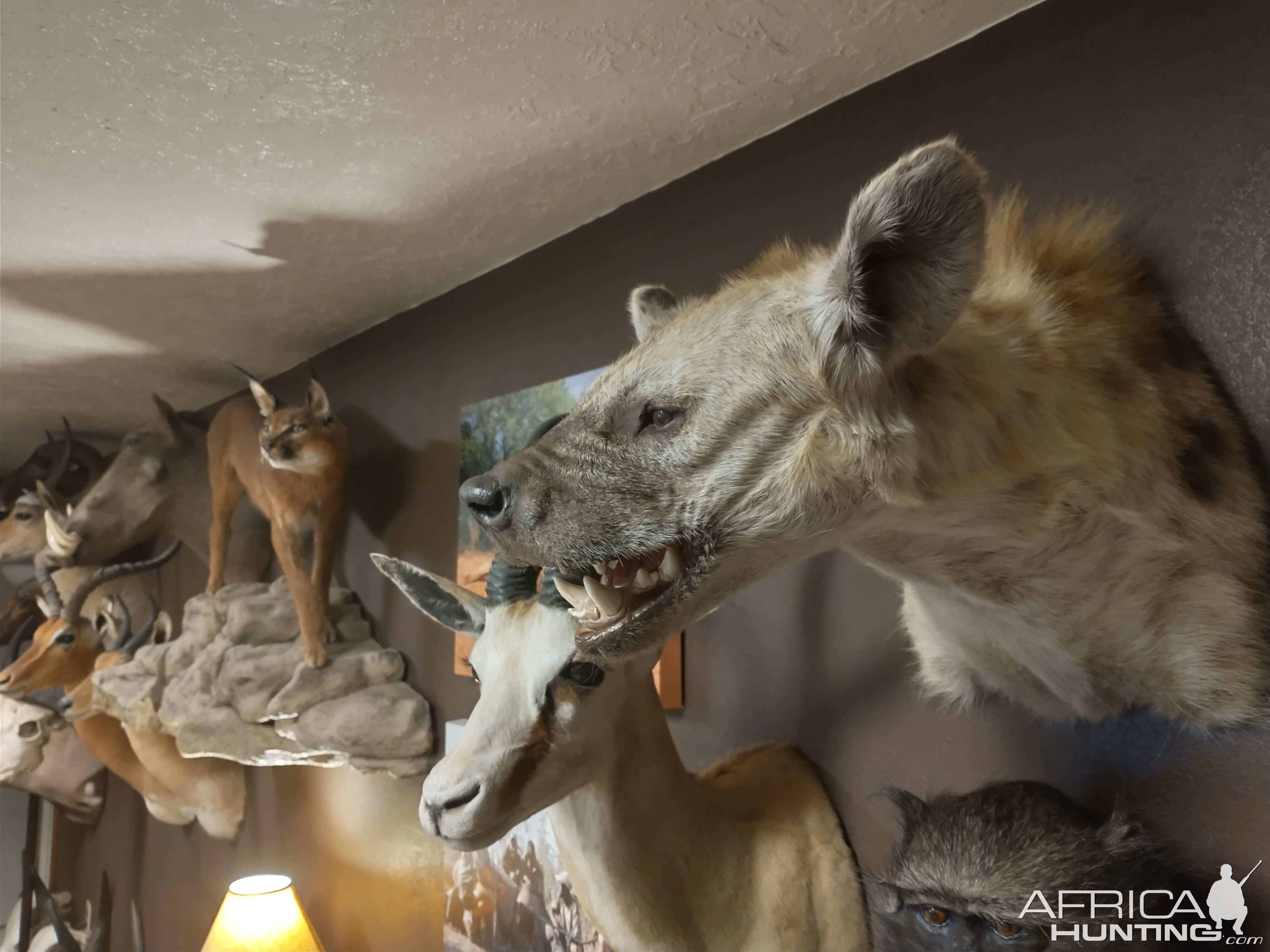 Hyena Shoulder Mount Taxidermy