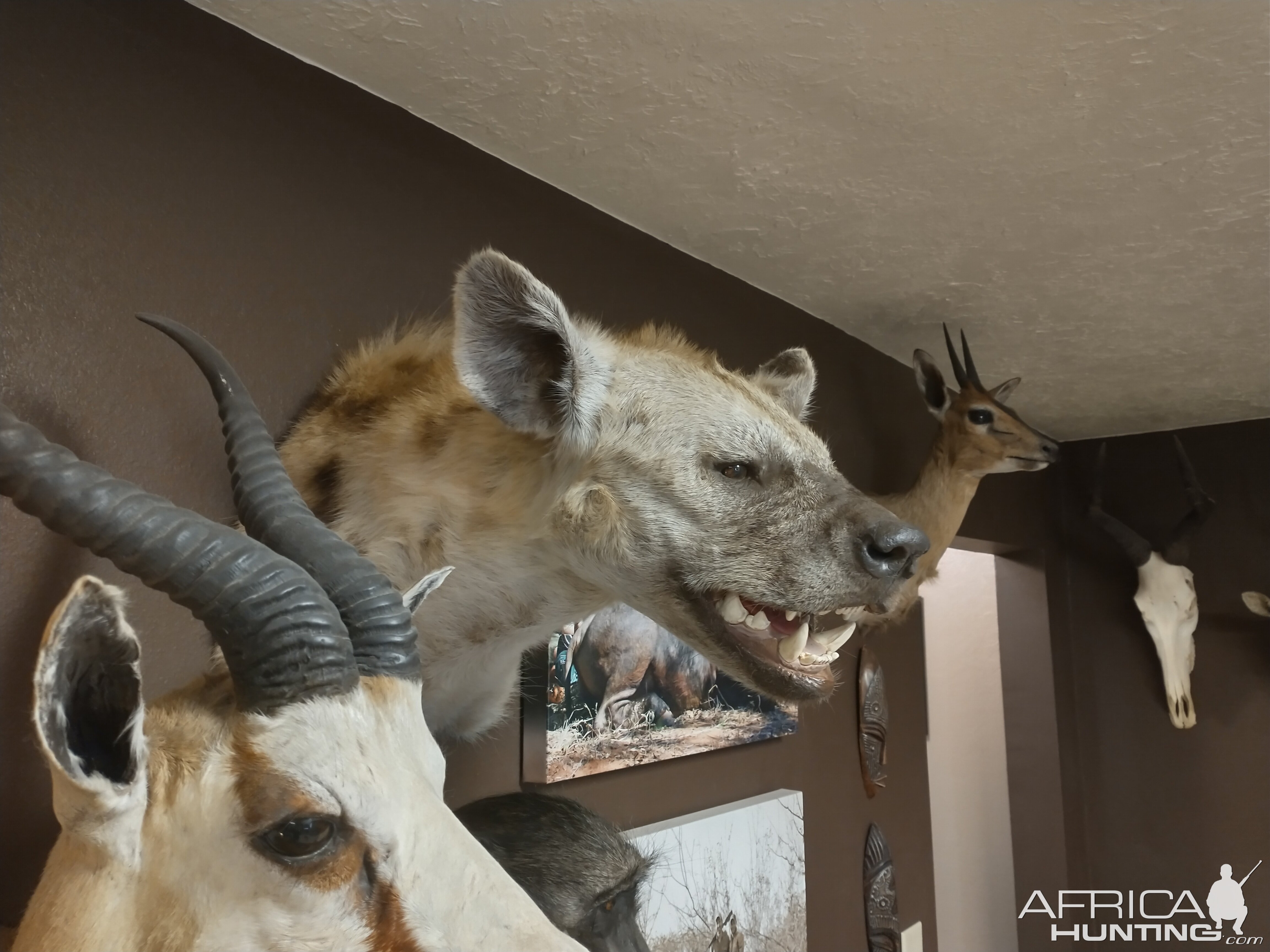 Hyena Shoulder Mount Taxidermy