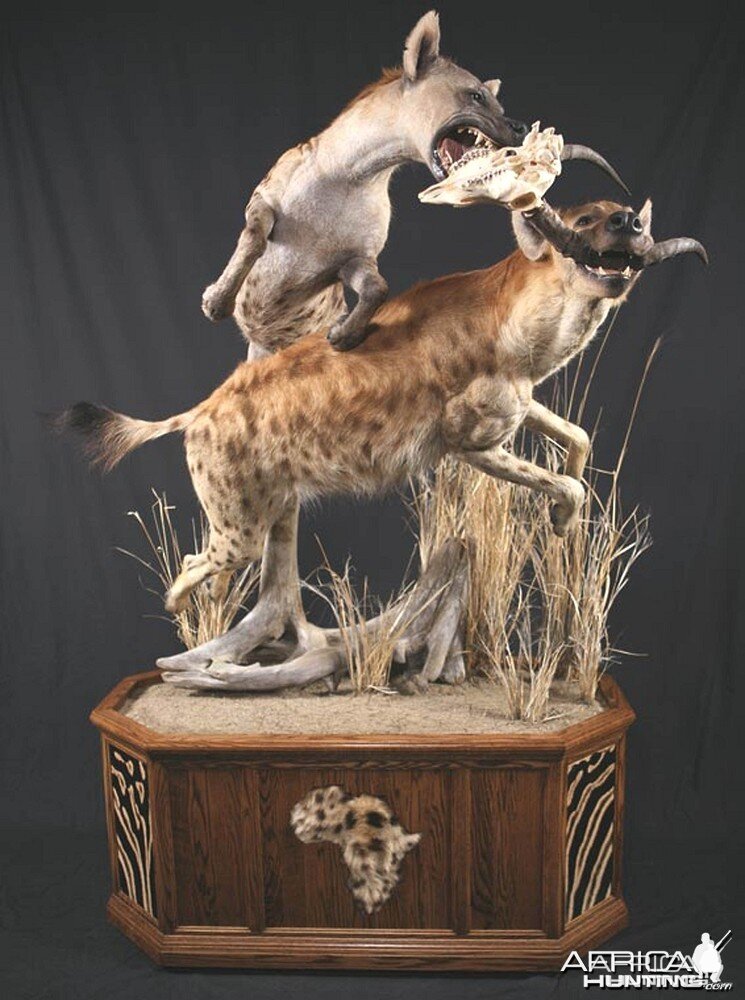 Hyena taxidermy scene by The Artistry of Wildlife